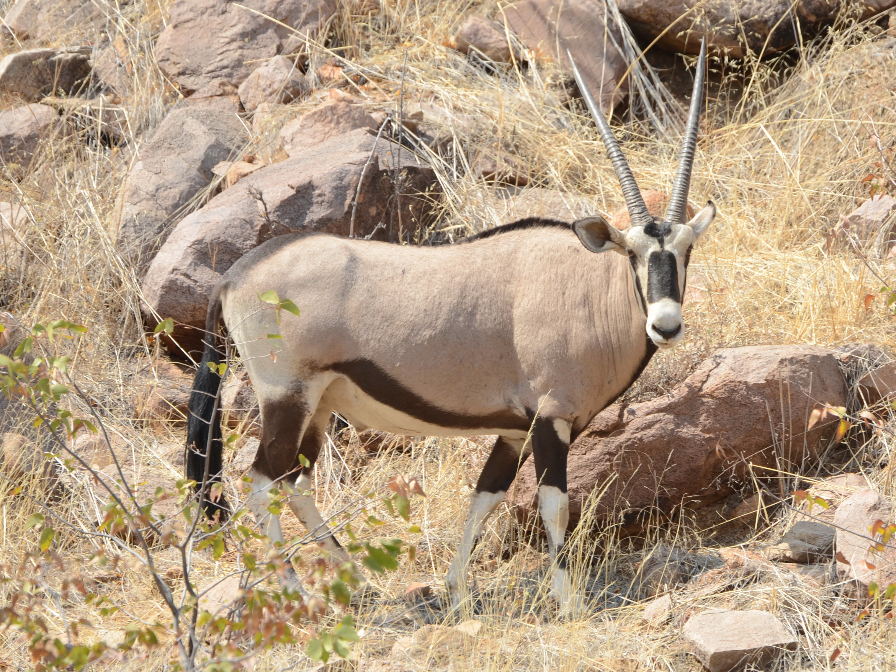 Click picture to see more Southern Oryxes (Gemsbok).