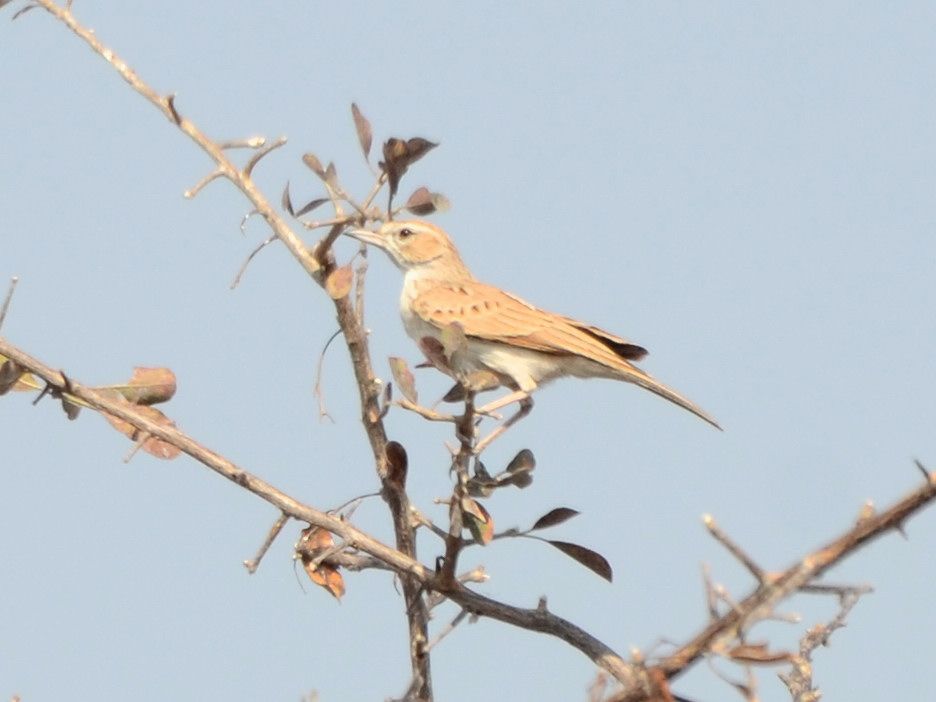 Click picture to see more Fawn-colored Larks.