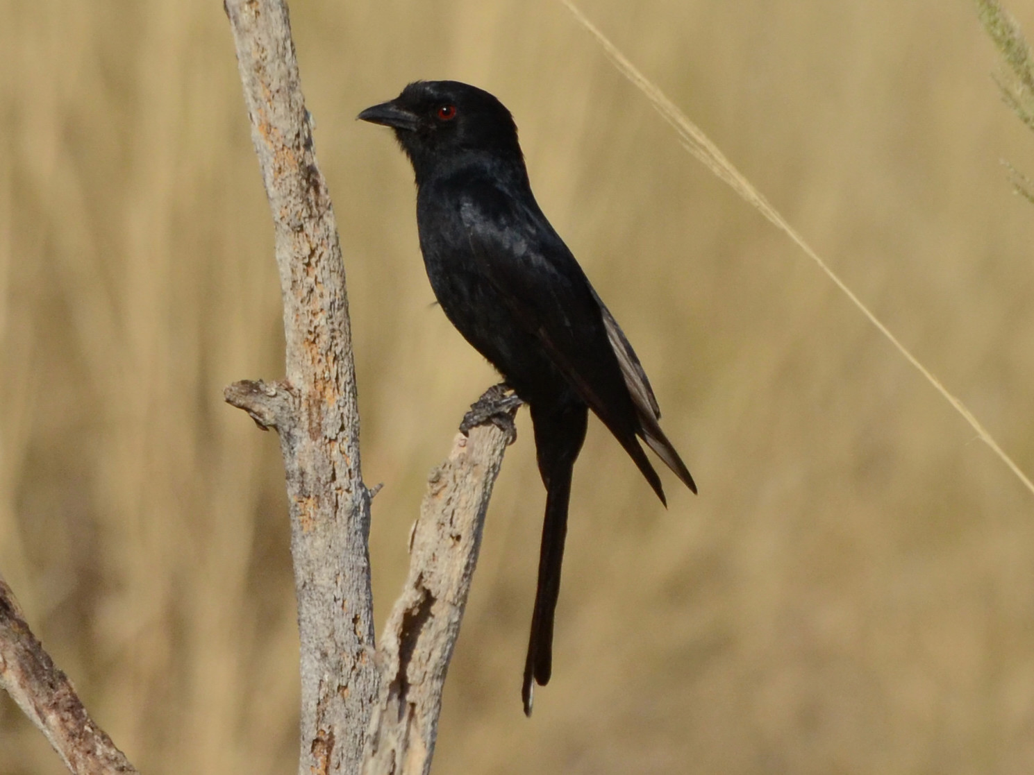 Click picture to see more Fork-tailed Drongos.