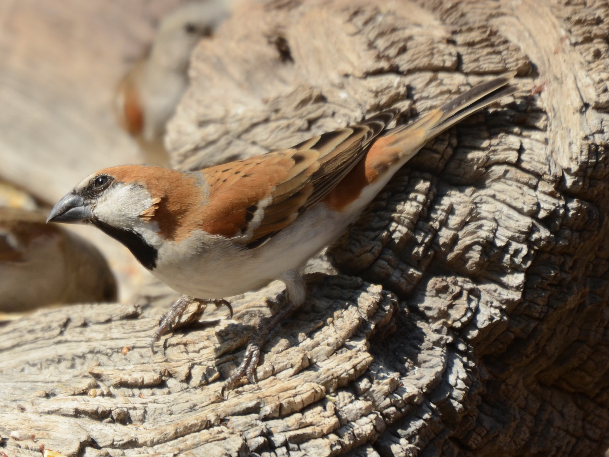 Click picture to see more Great Rufous Sparrows.