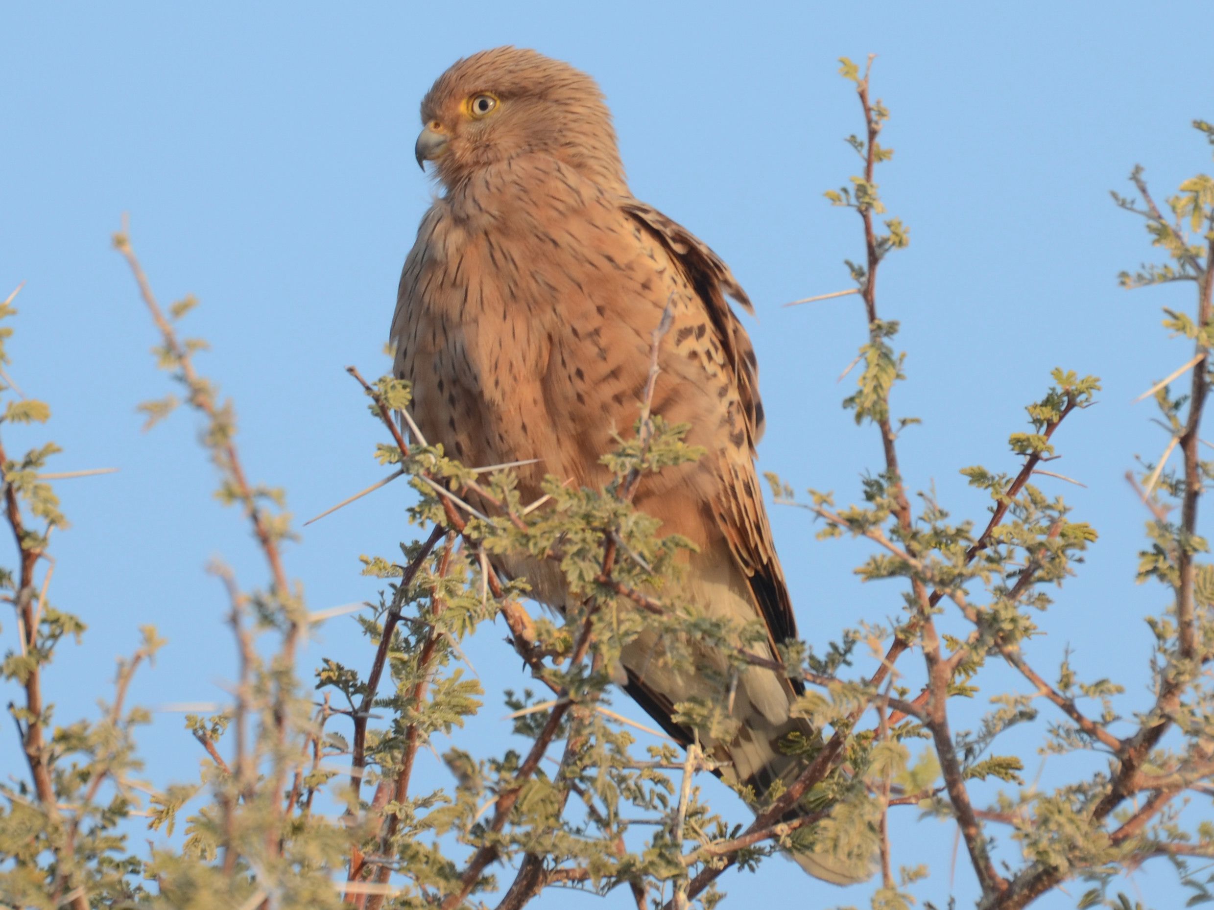 Click picture to see more Greater Kestrels.