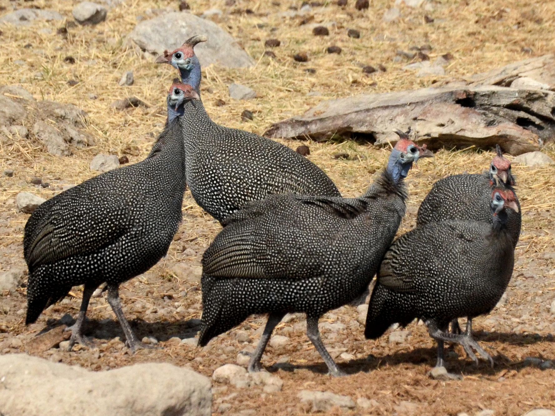 Click picture to see more Helmeted Guineafowls.