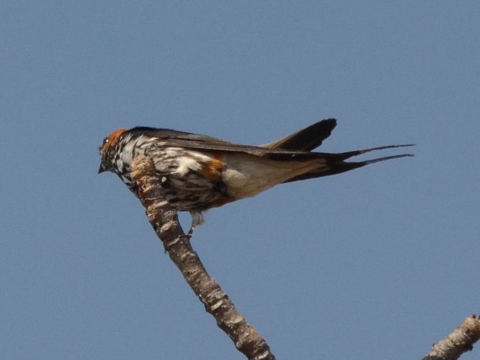 Click picture to see more Lesser Striped Swallows.