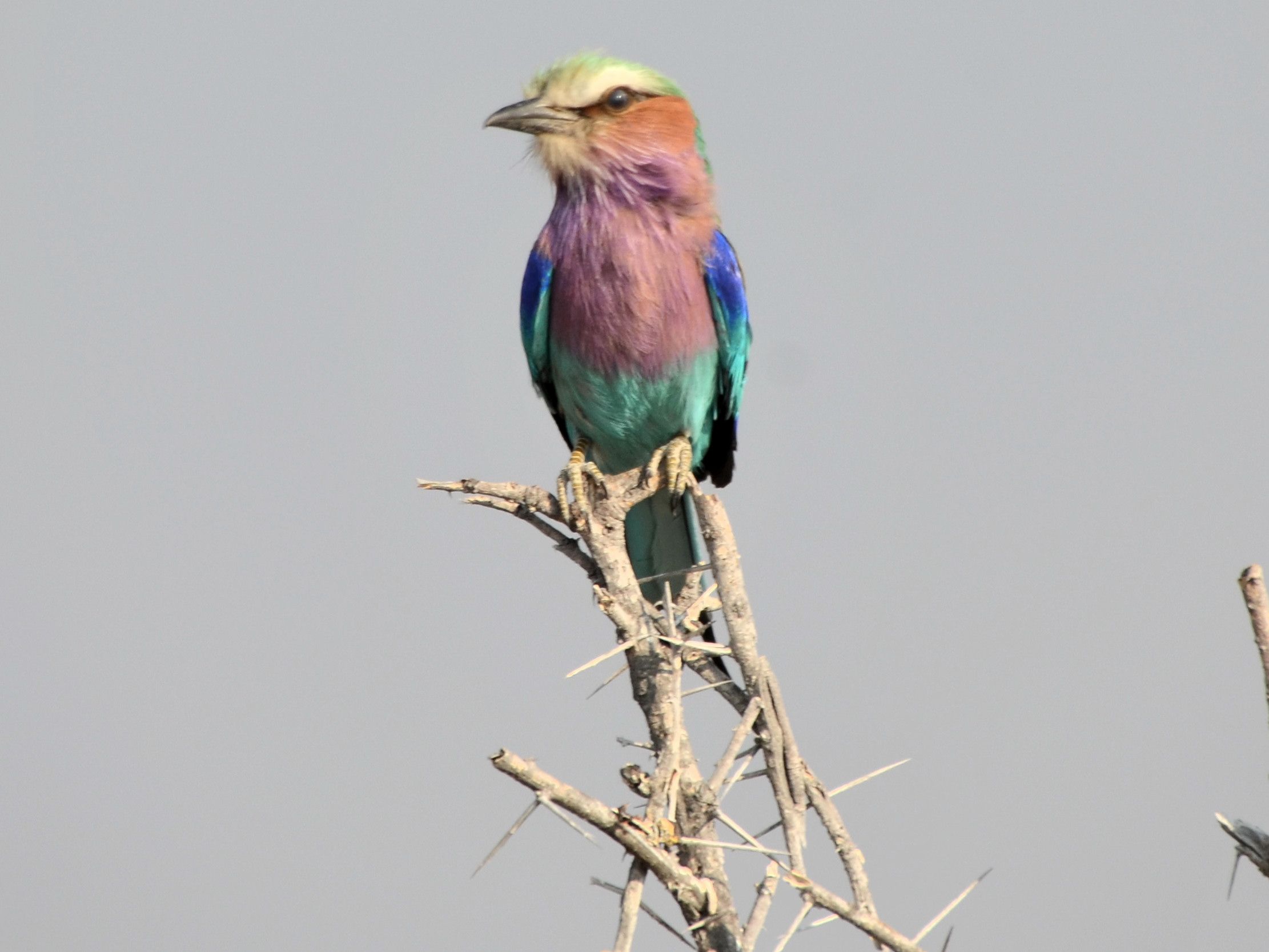 Click picture to see more Lilac-breasted Rollers.