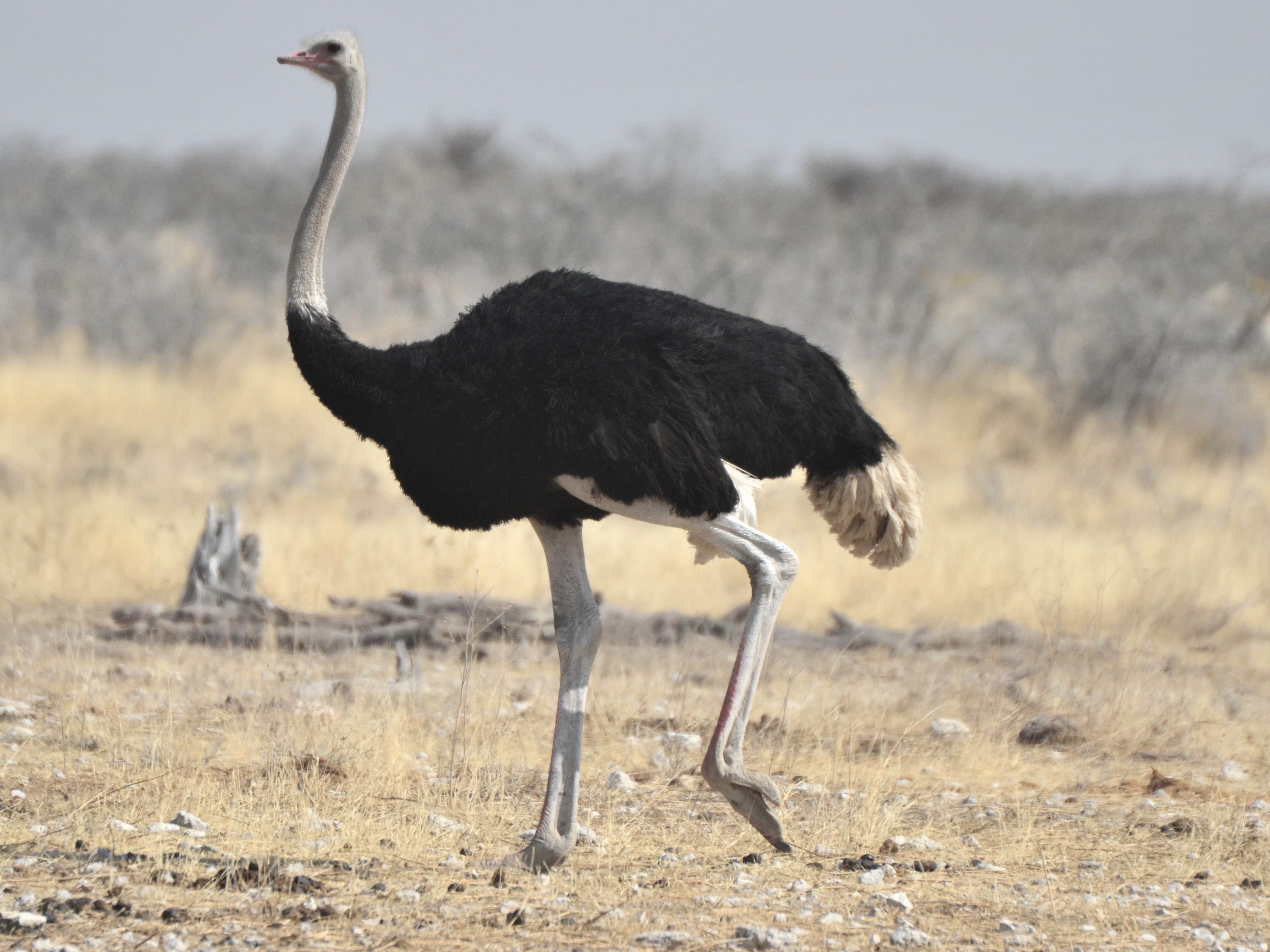Click picture to see more Ostriches.