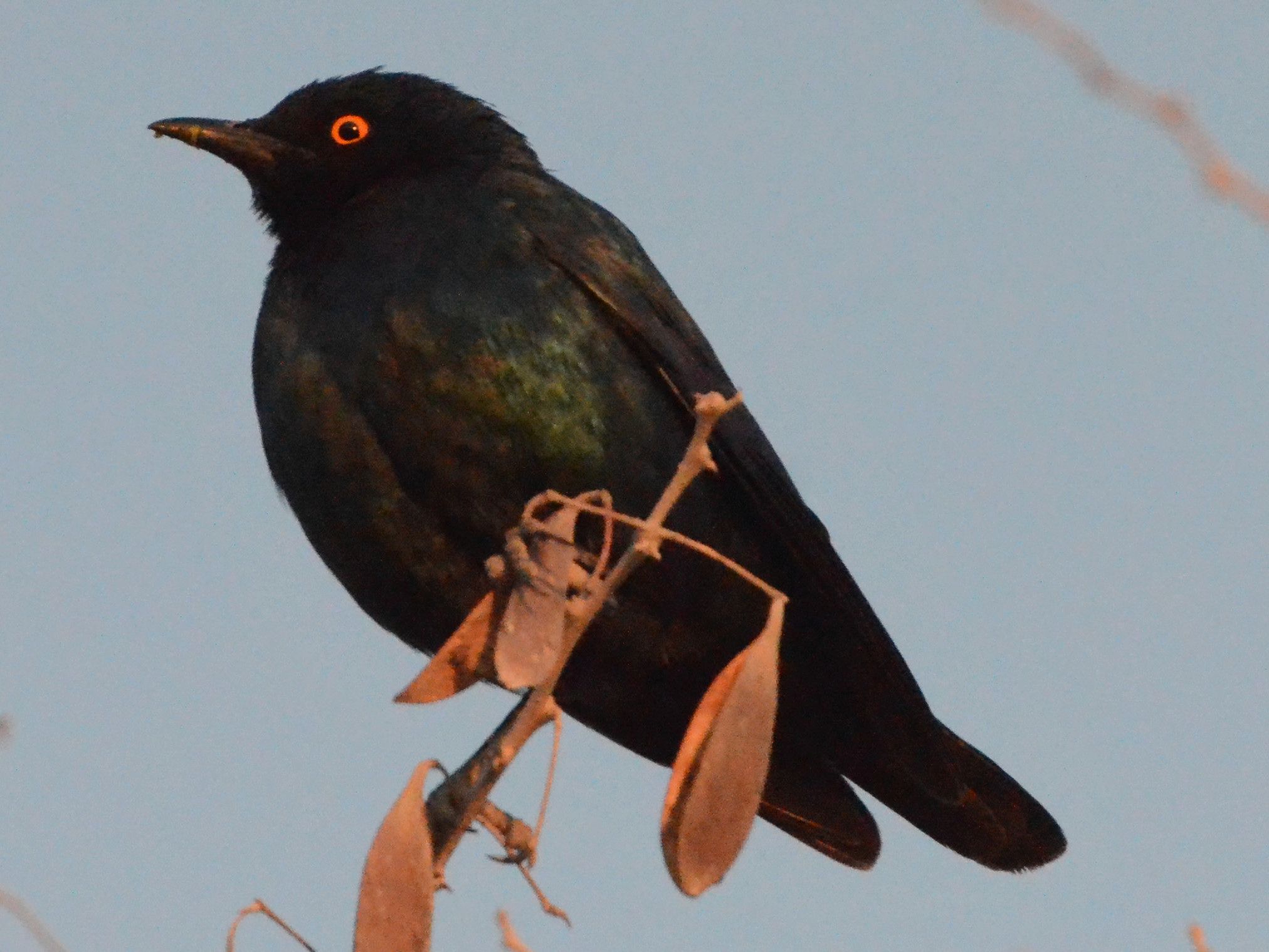 Click picture to see more Pale-winged Starlings.