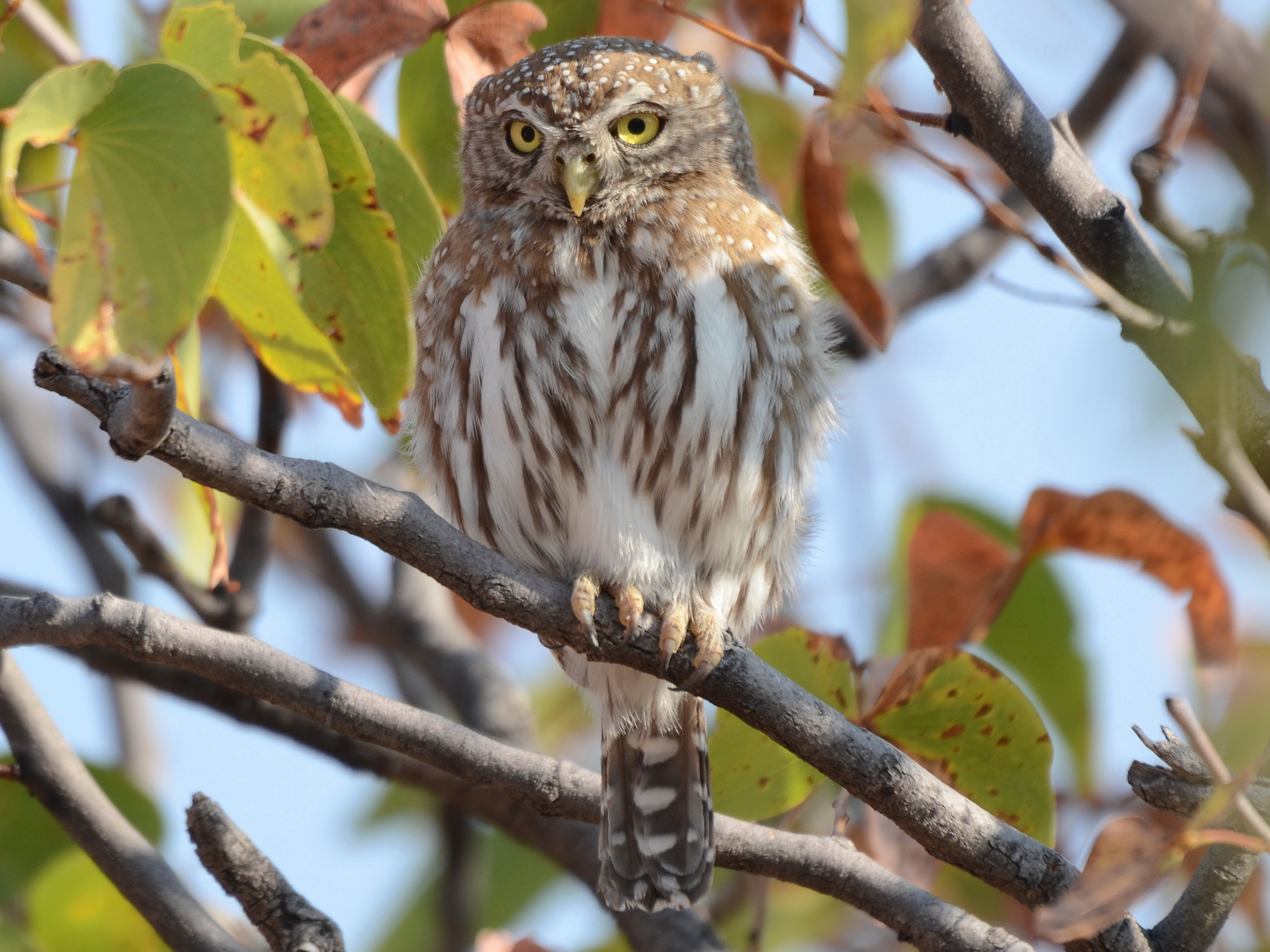 Click picture to see more Pearl-spotted Owlets.