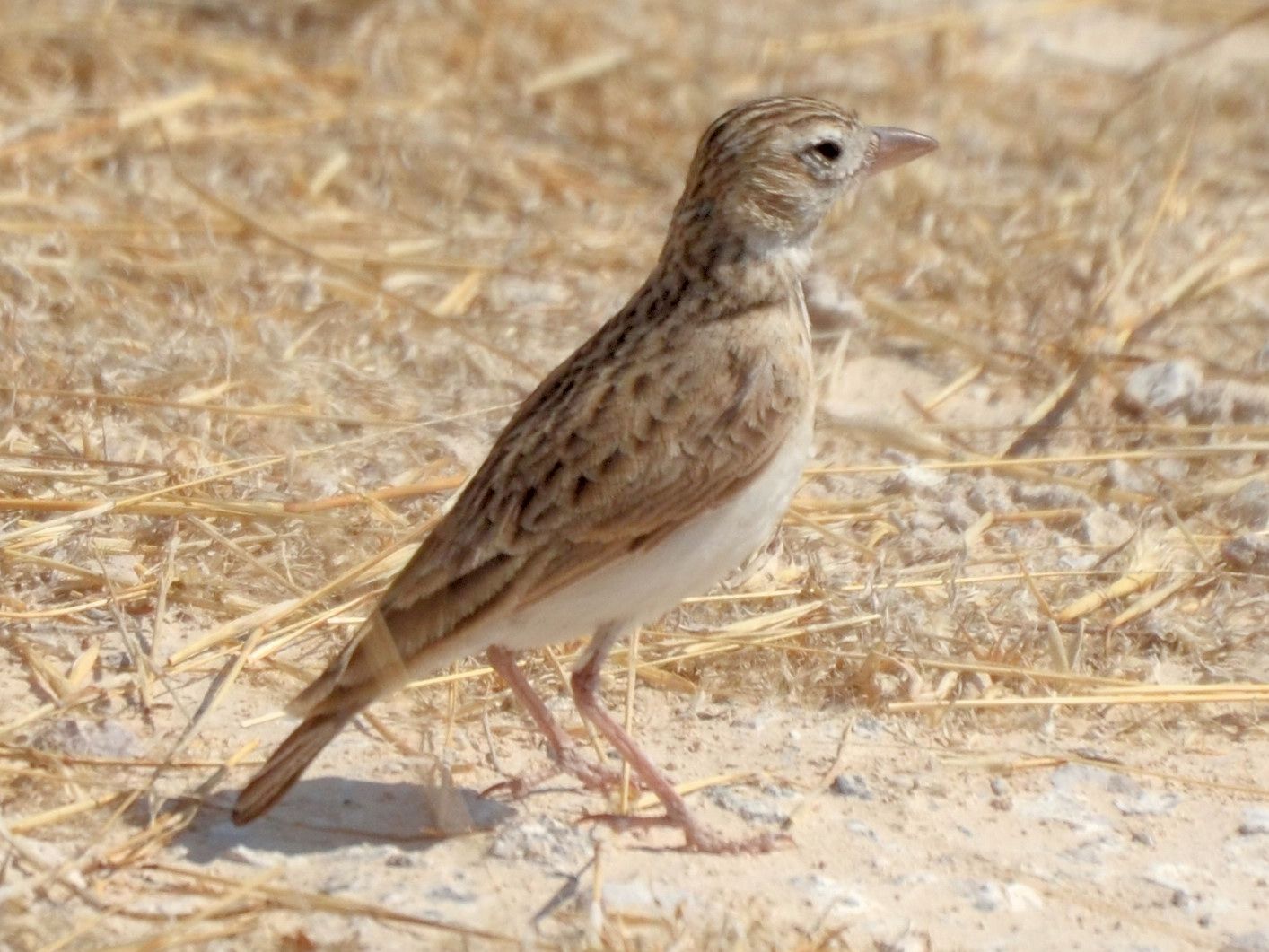 Click picture to see more Pink-billed Larks.