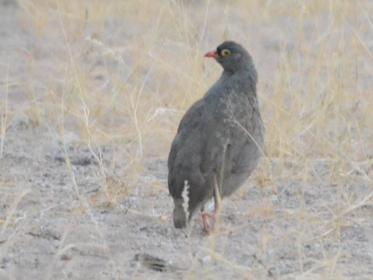 Click picture to see more Red-billed Francolins (Spurfowls).