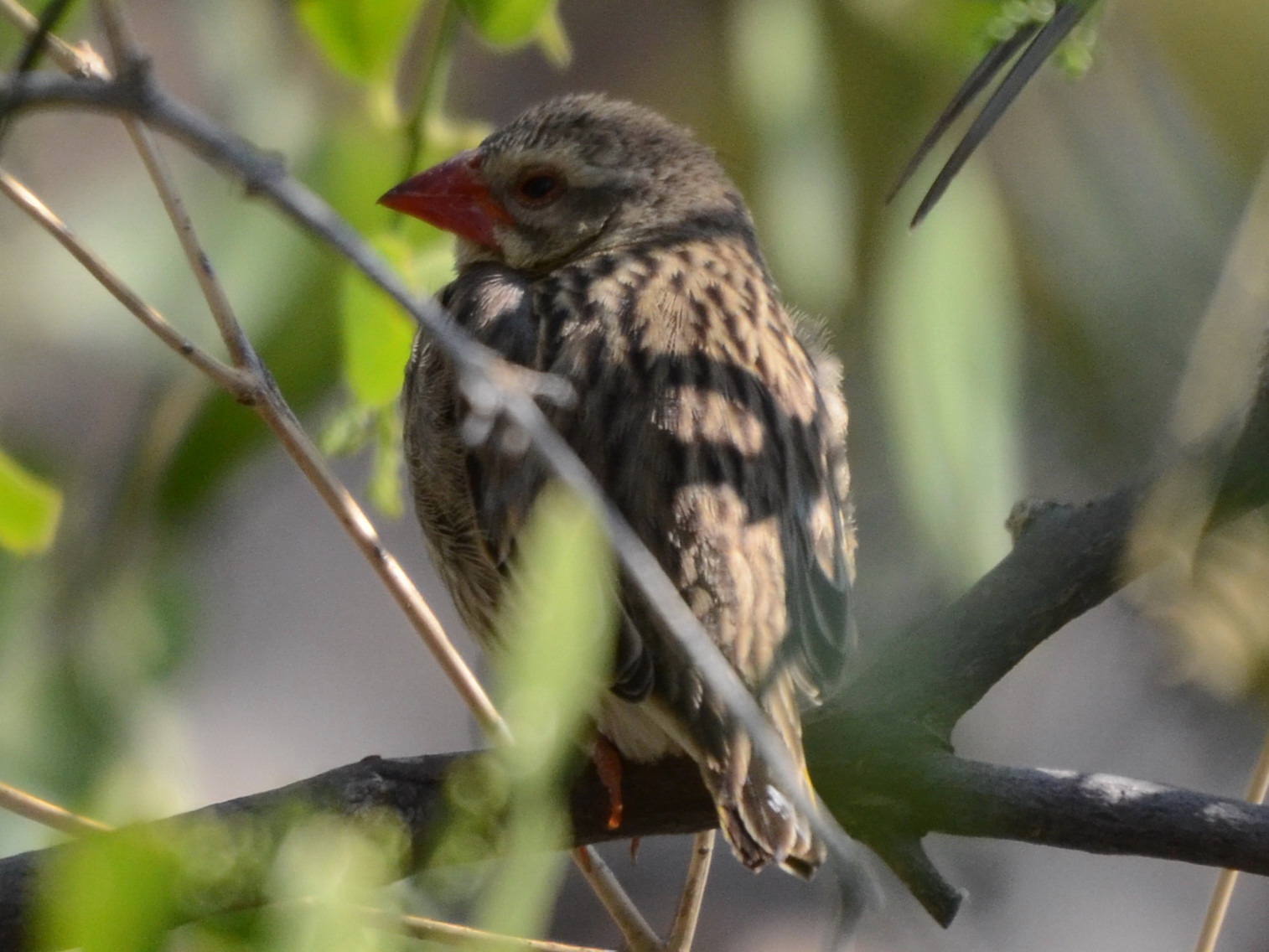 Click picture to see more Red-billed Queleas.