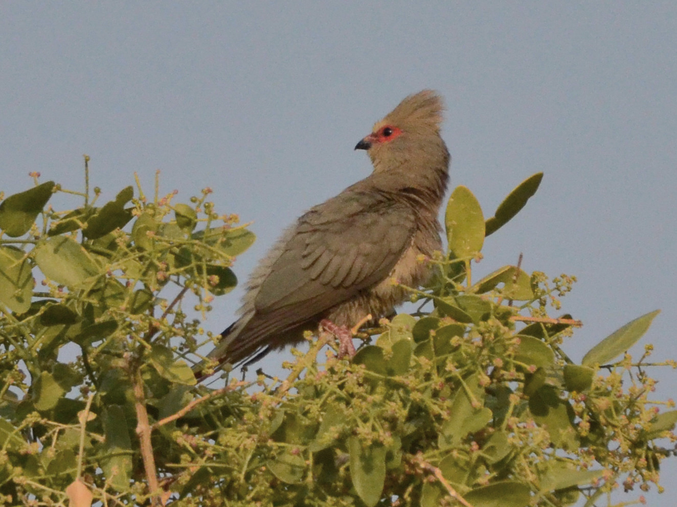 Click picture to see more Red-faced Mousebirds.