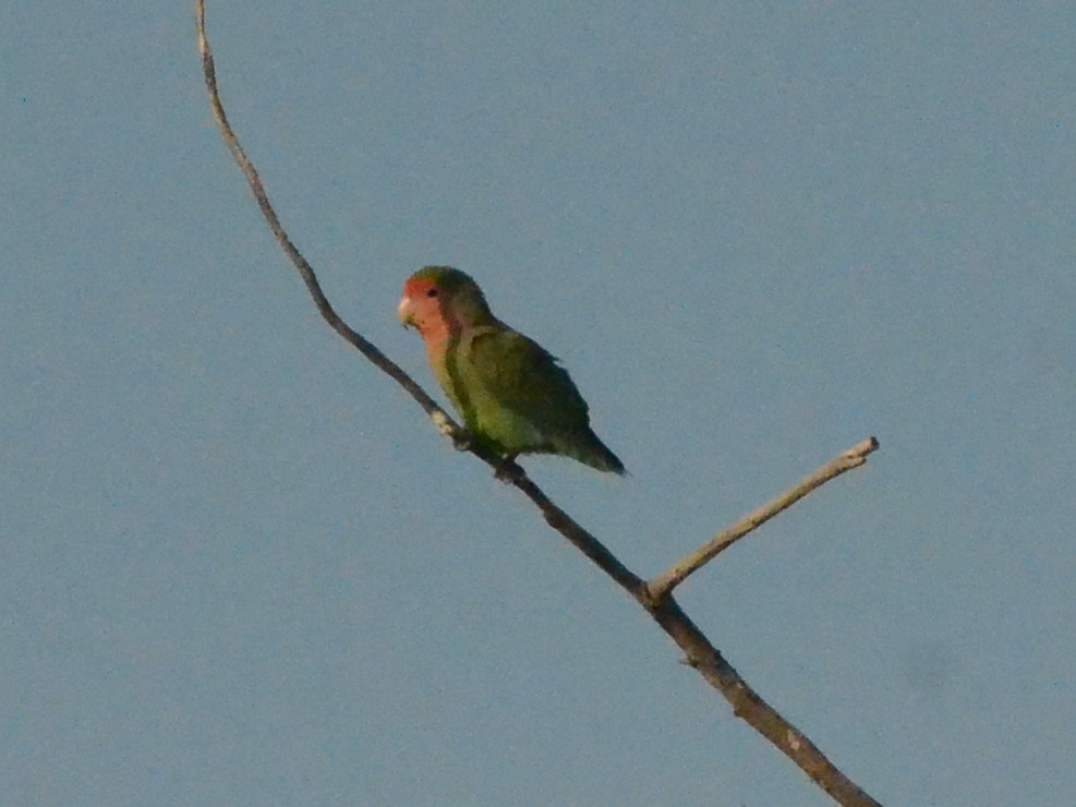 Click picture to see more Rosy-faced Lovebirds.