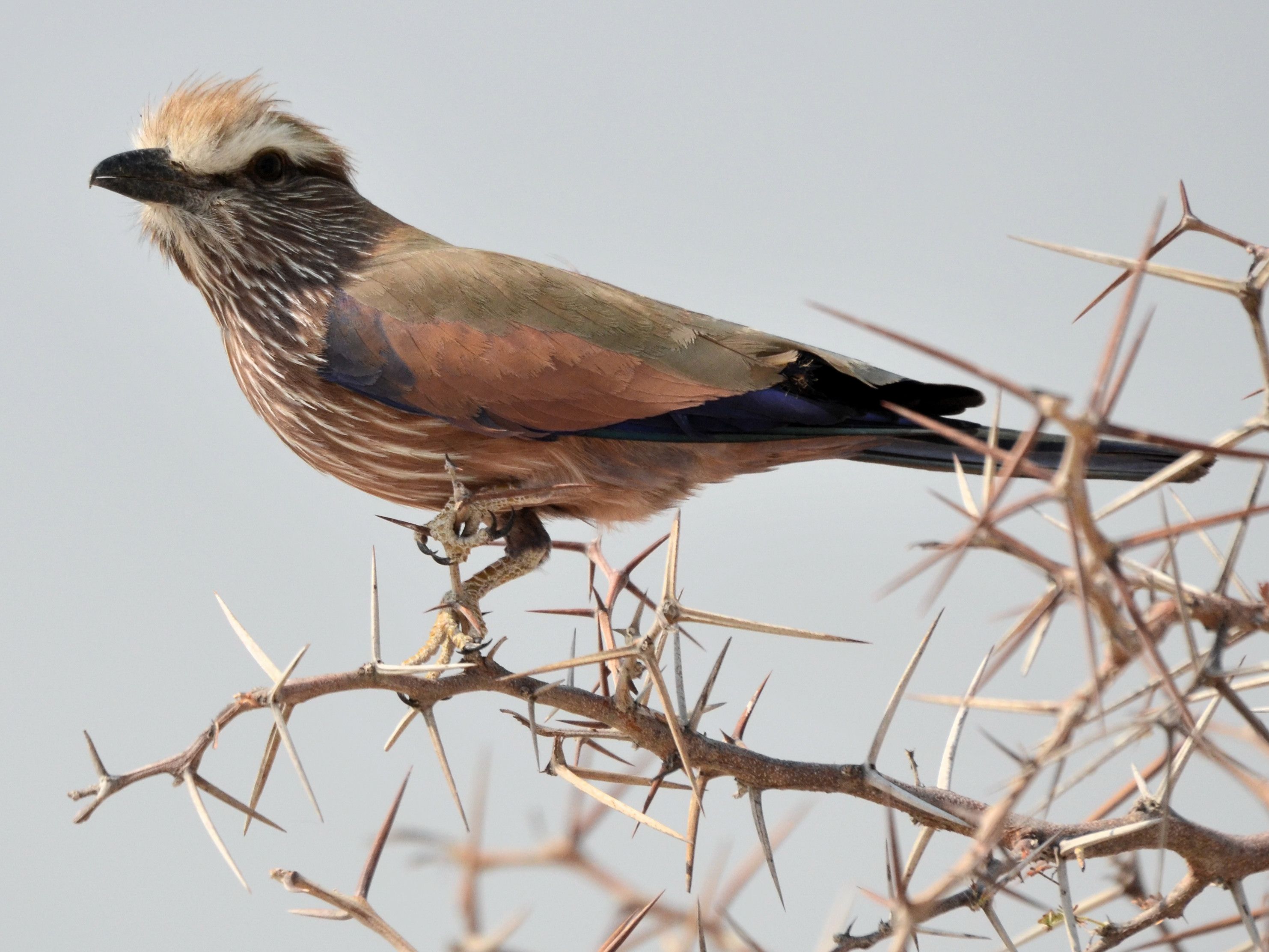 Click picture to see more Rufous-crowned (Purple) Rollers.