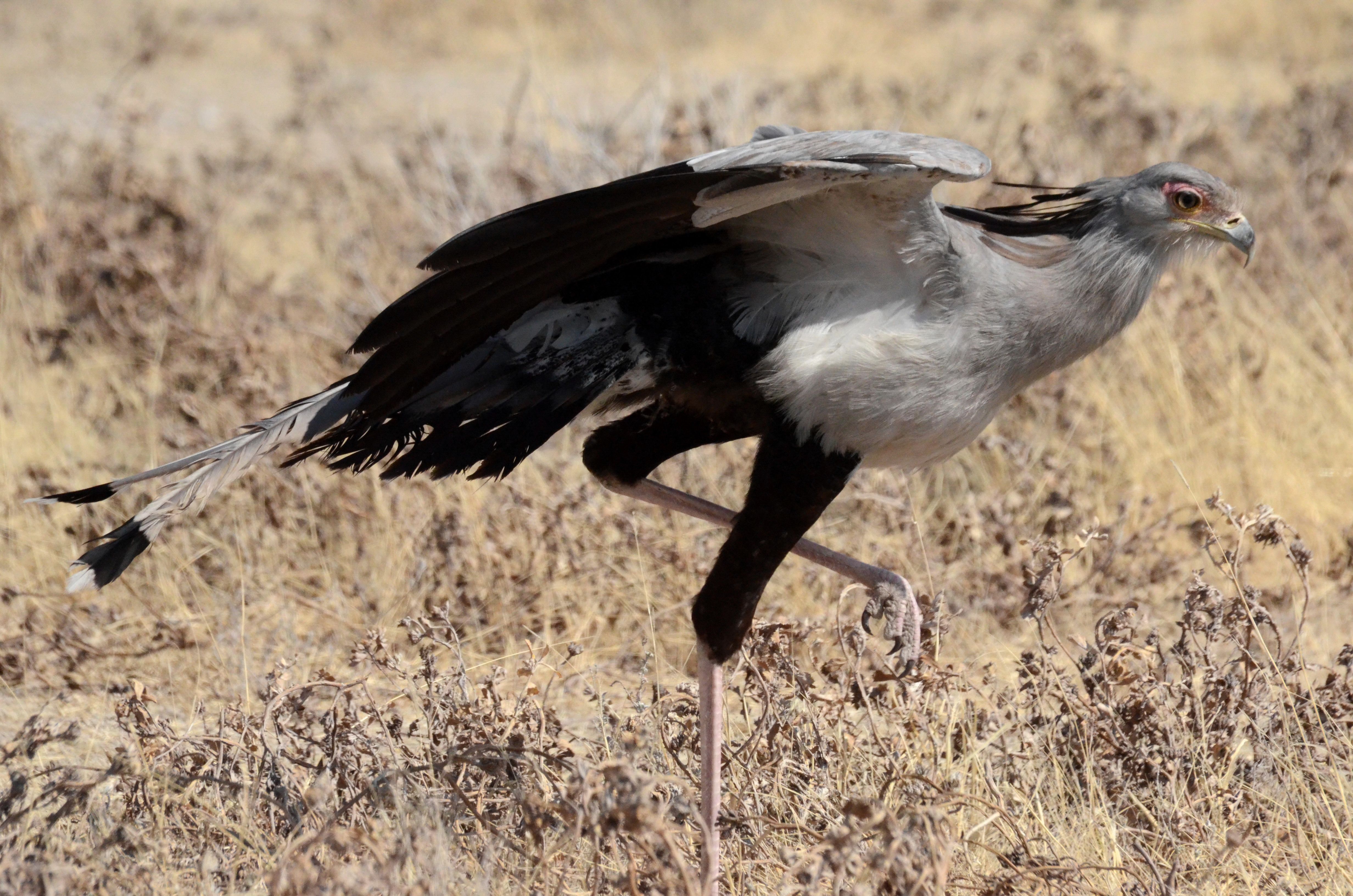 Click picture to see more SSecretarybirds.