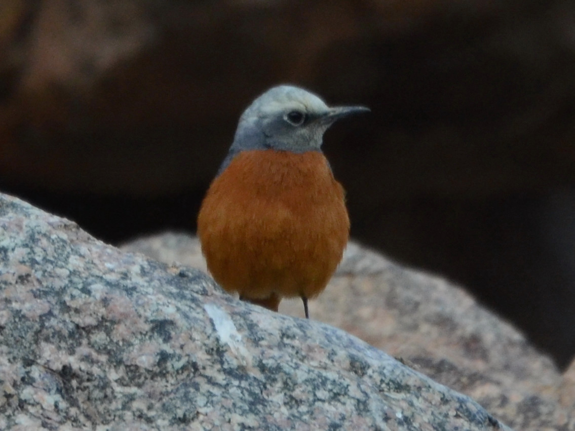 Click picture to see more Short-toed Rock-Thrushes.