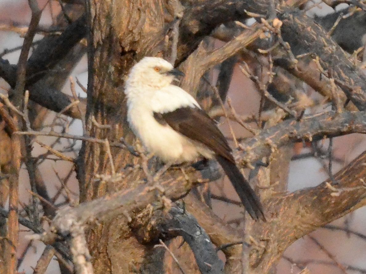 Click picture to see more SSouthernPied-Babblers.