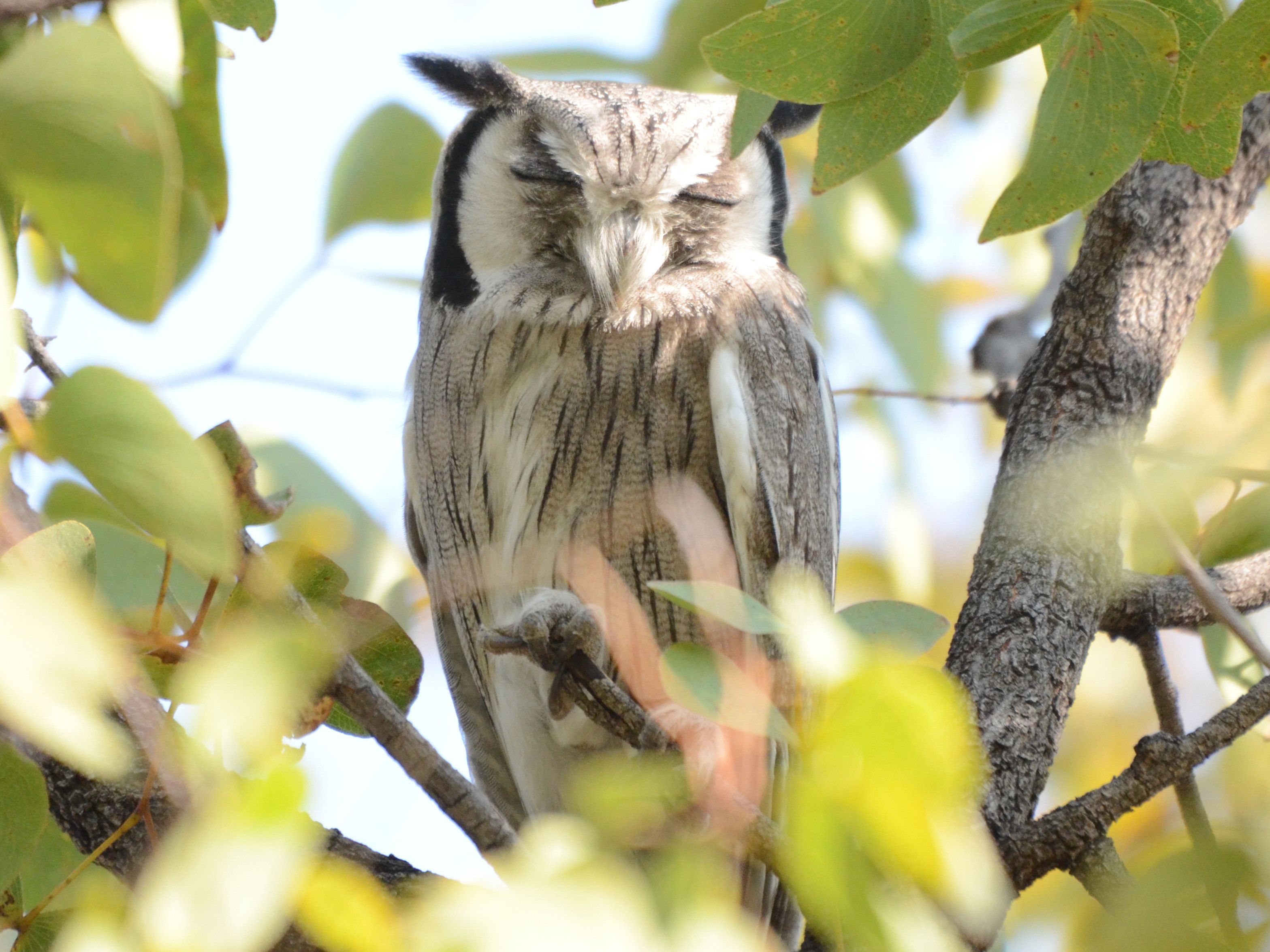 Click picture to see more SSouthernWhite-faced(Scops)Owls.