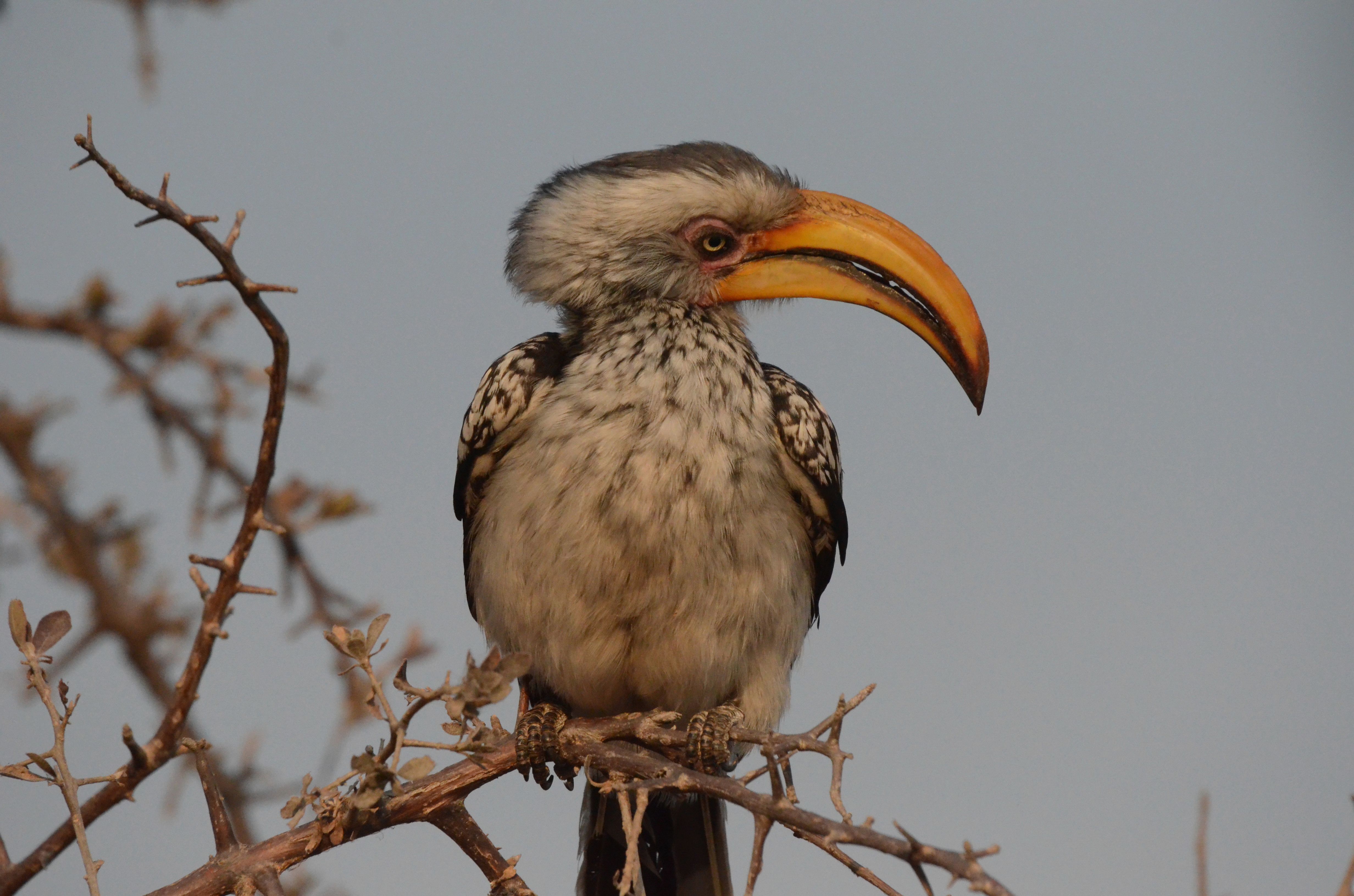 Click picture to see more SSouthernYellow-billedHornbills.