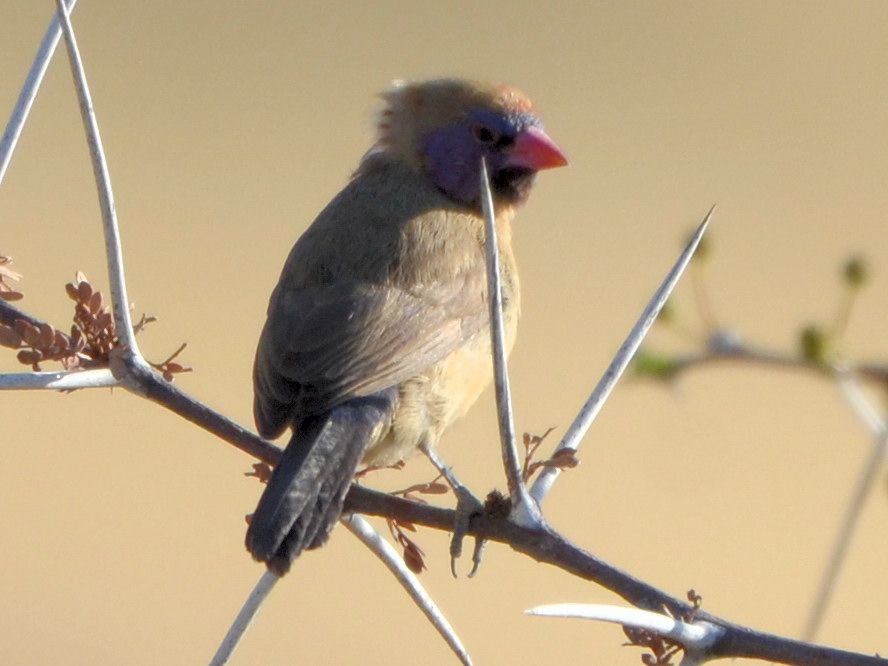 Click picture to see more Violet-eared Waxbills.