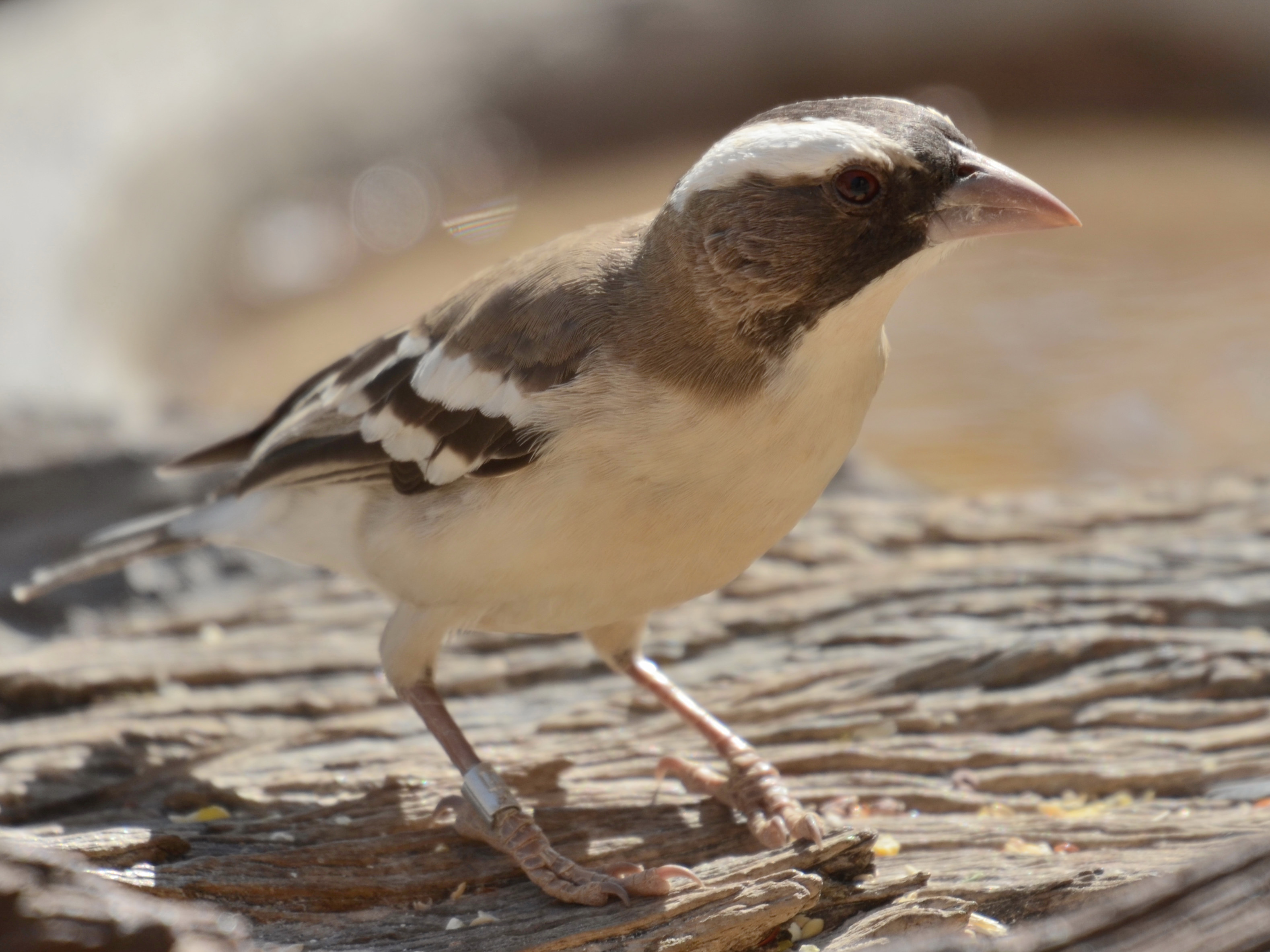 Click picture to see more White-browed Sparrow-Weavers.
