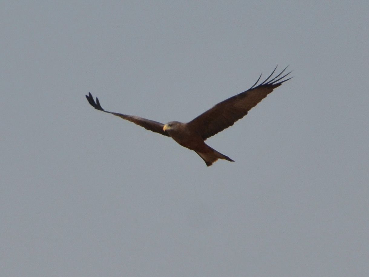 Click picture to see more Yellow-billed Kites.