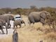 African Elephant  Nuamses Waterhole
