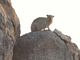 Cape Rock Hyrax (Dassie)