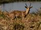 Southern (Common) Reedbuck