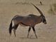 Southern Oryx (Gemsbok)