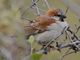 Great Rufous Sparrow