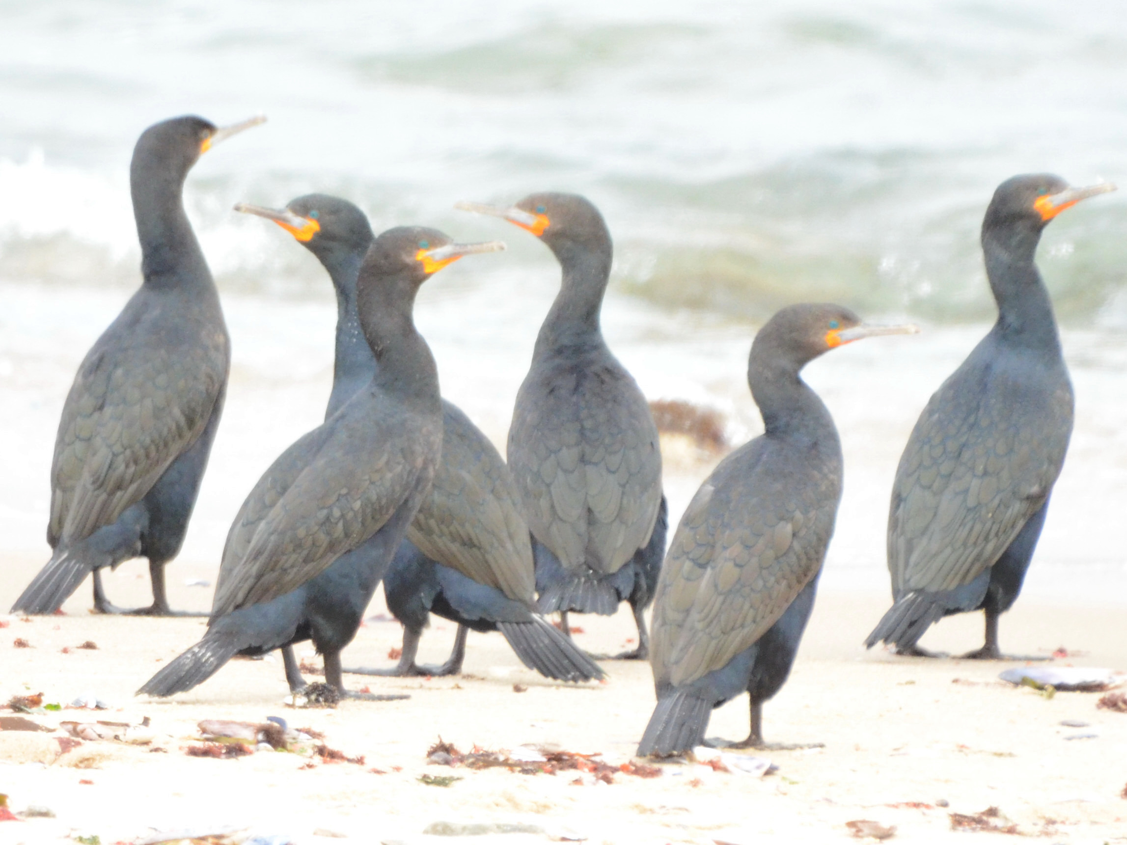 Click picture to see more Cape Cormorants.
