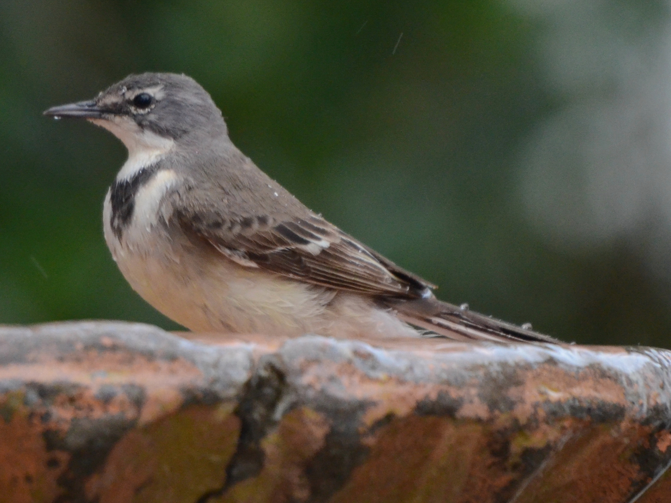 Click picture to see more Cape Wagtails.