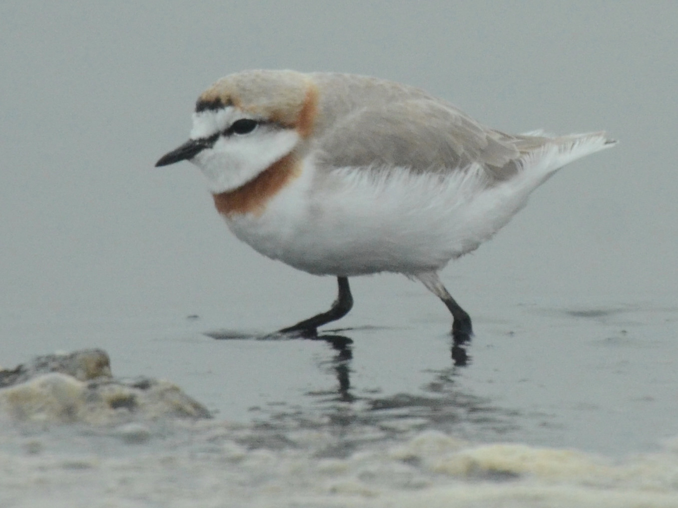 Click picture to see more Chestnut-banded Plovers.