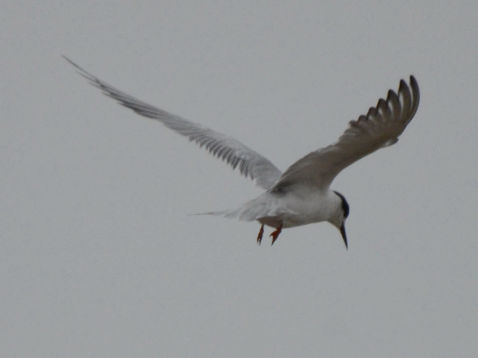 Click picture to see more Common Terns.