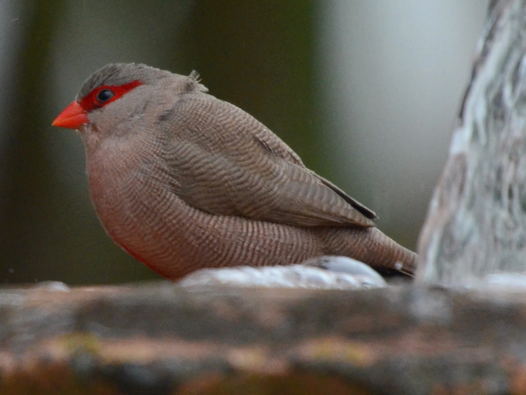Click picture to see more Common Waxbills.