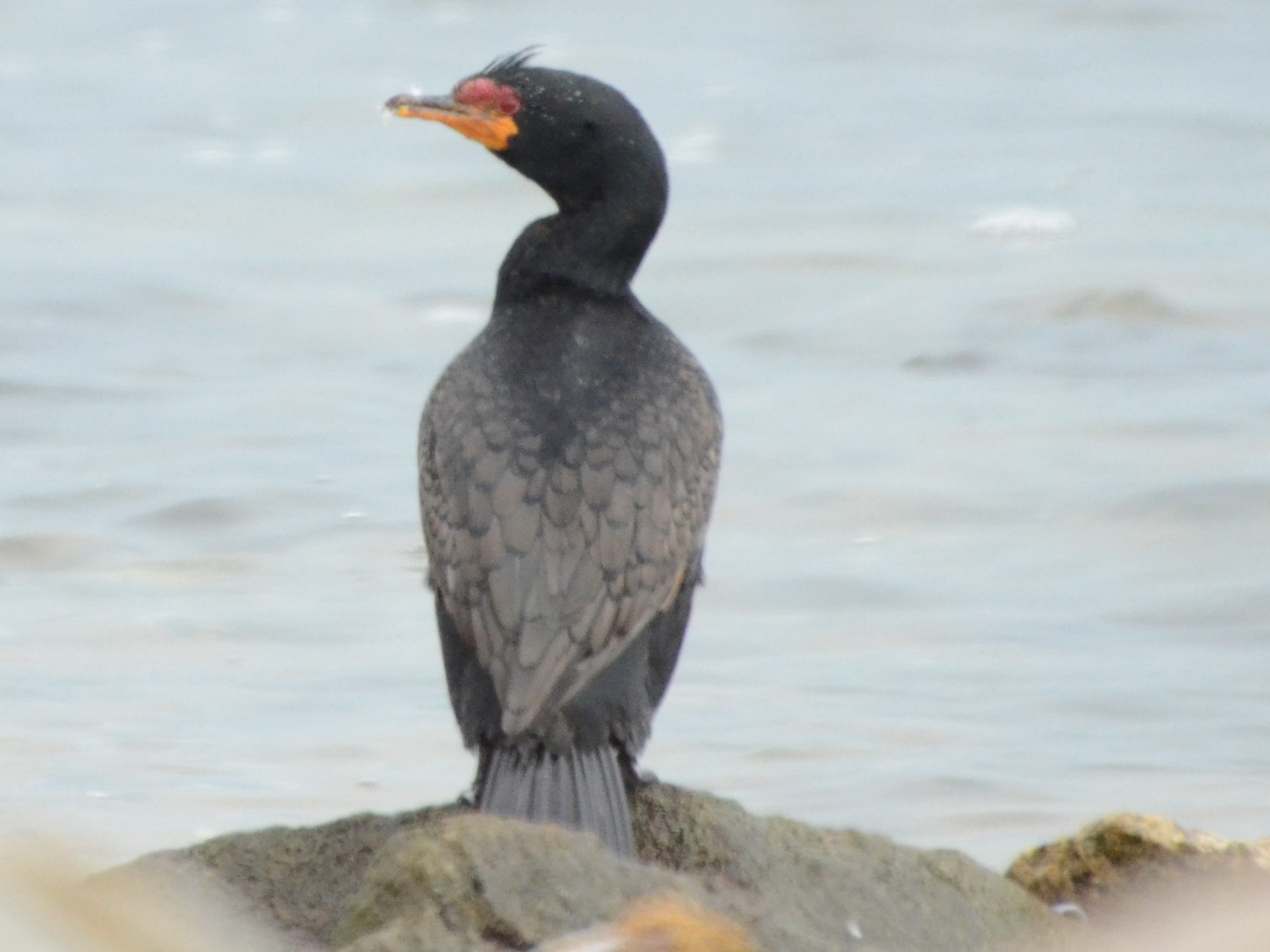 Click picture to see more Crowned Cormorants.