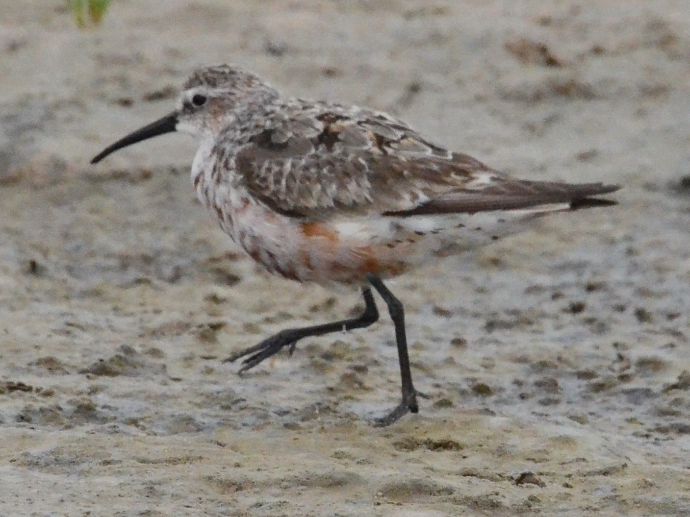 Click picture to see more Curlew Sandpipers.