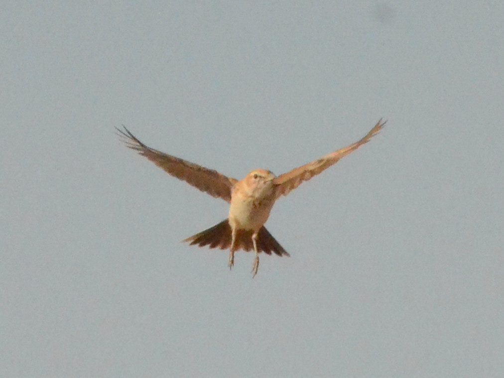Click picture to see more Dune Larks.