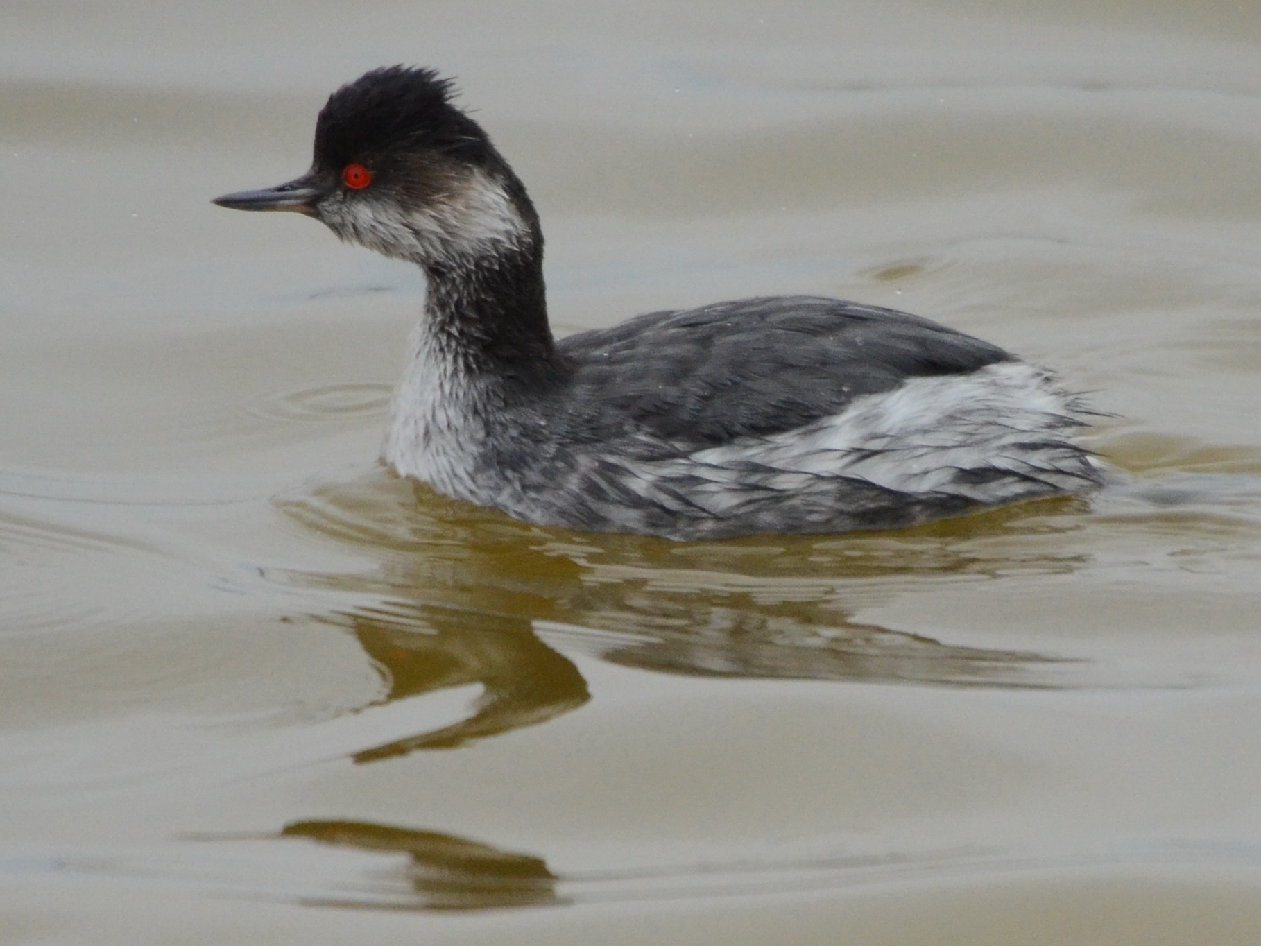 Click picture to see more Eared Grebes.
