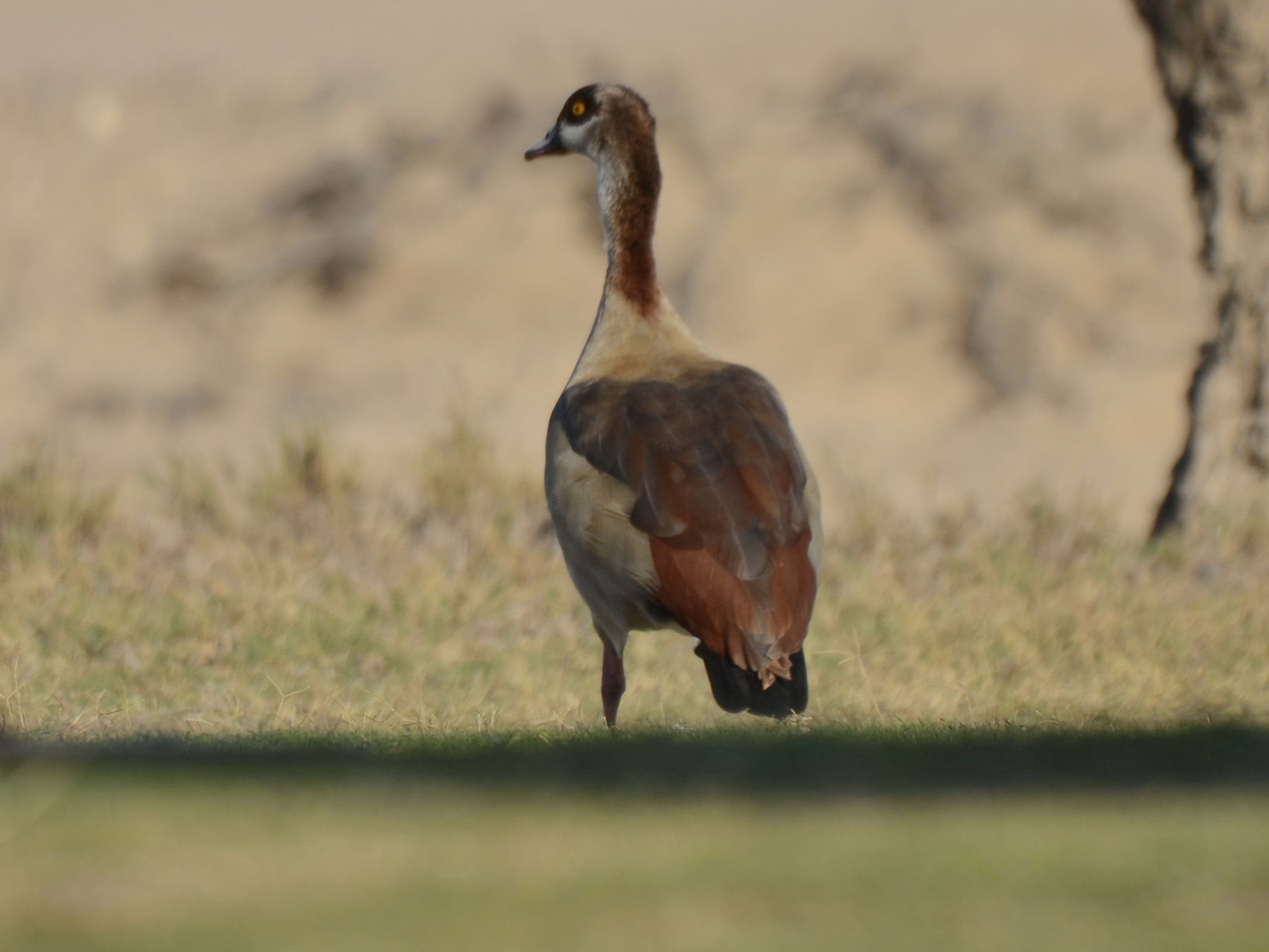 Click picture to see more Egyptian Geese.