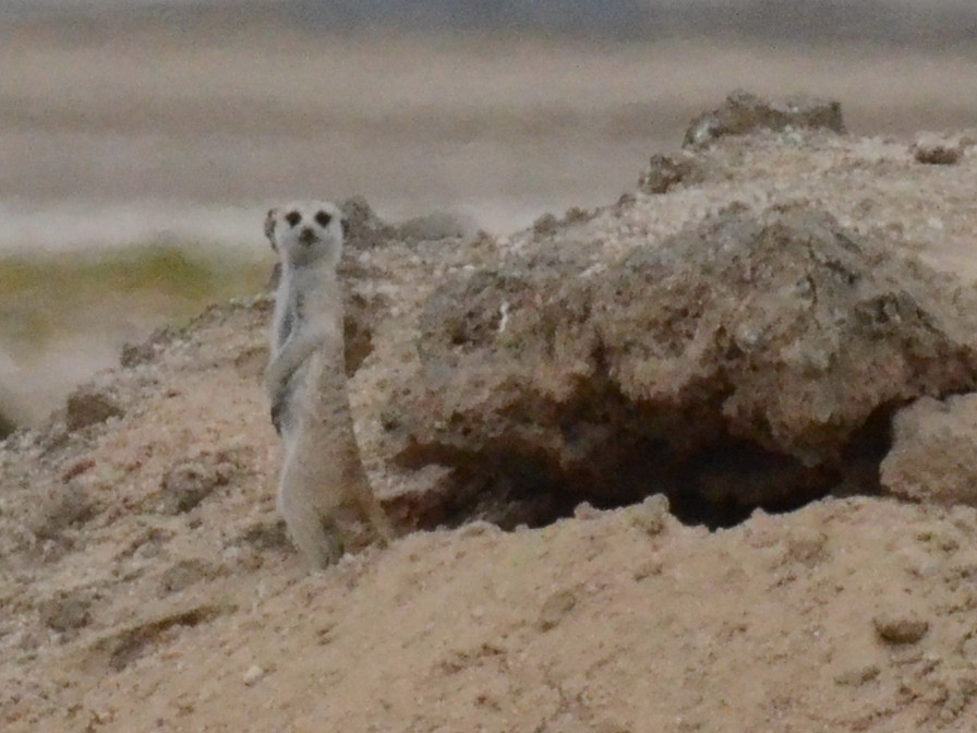 Click picture to see more Suricates (Meerkats).