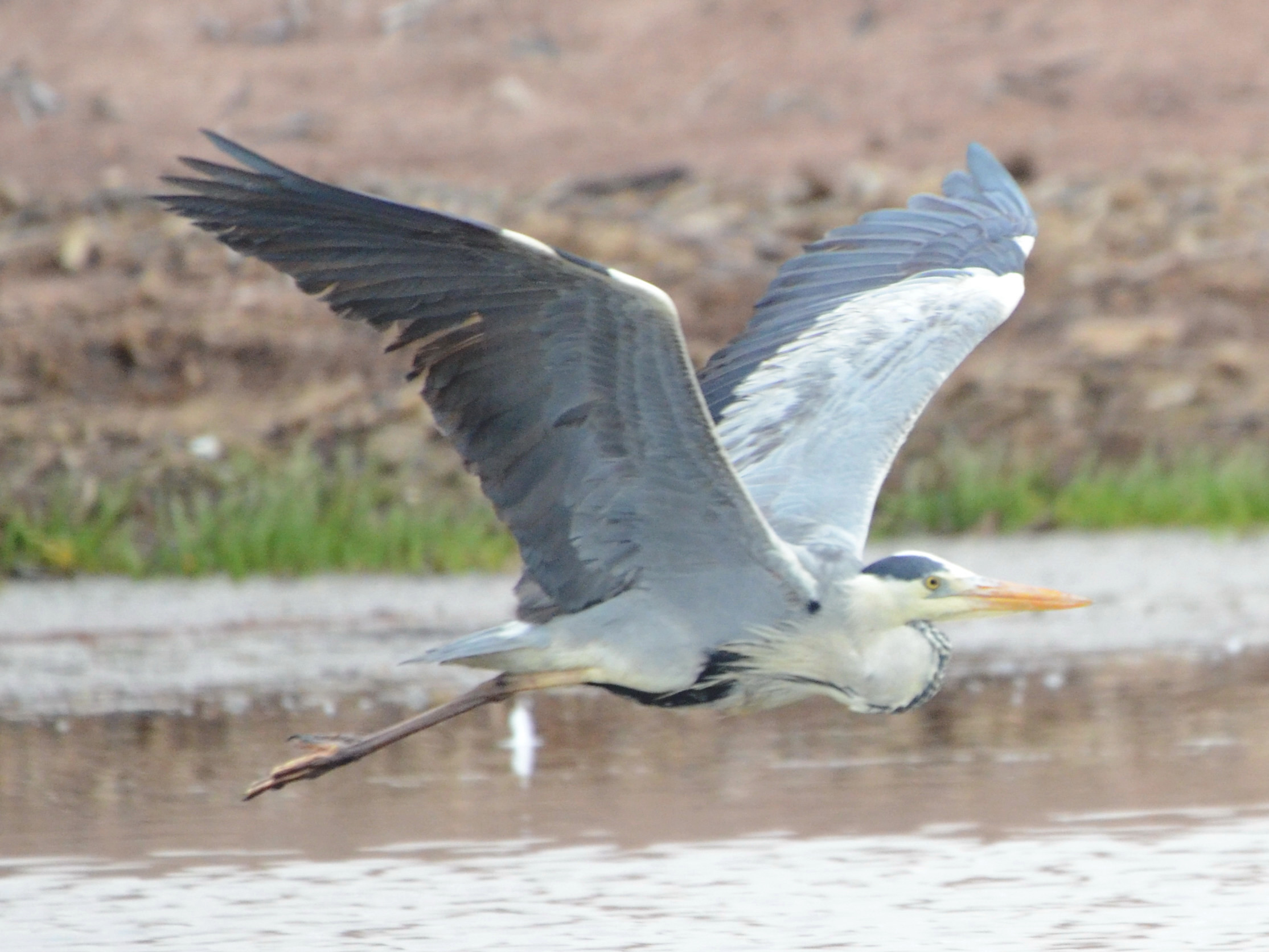 Click picture to see more Gray Herons.