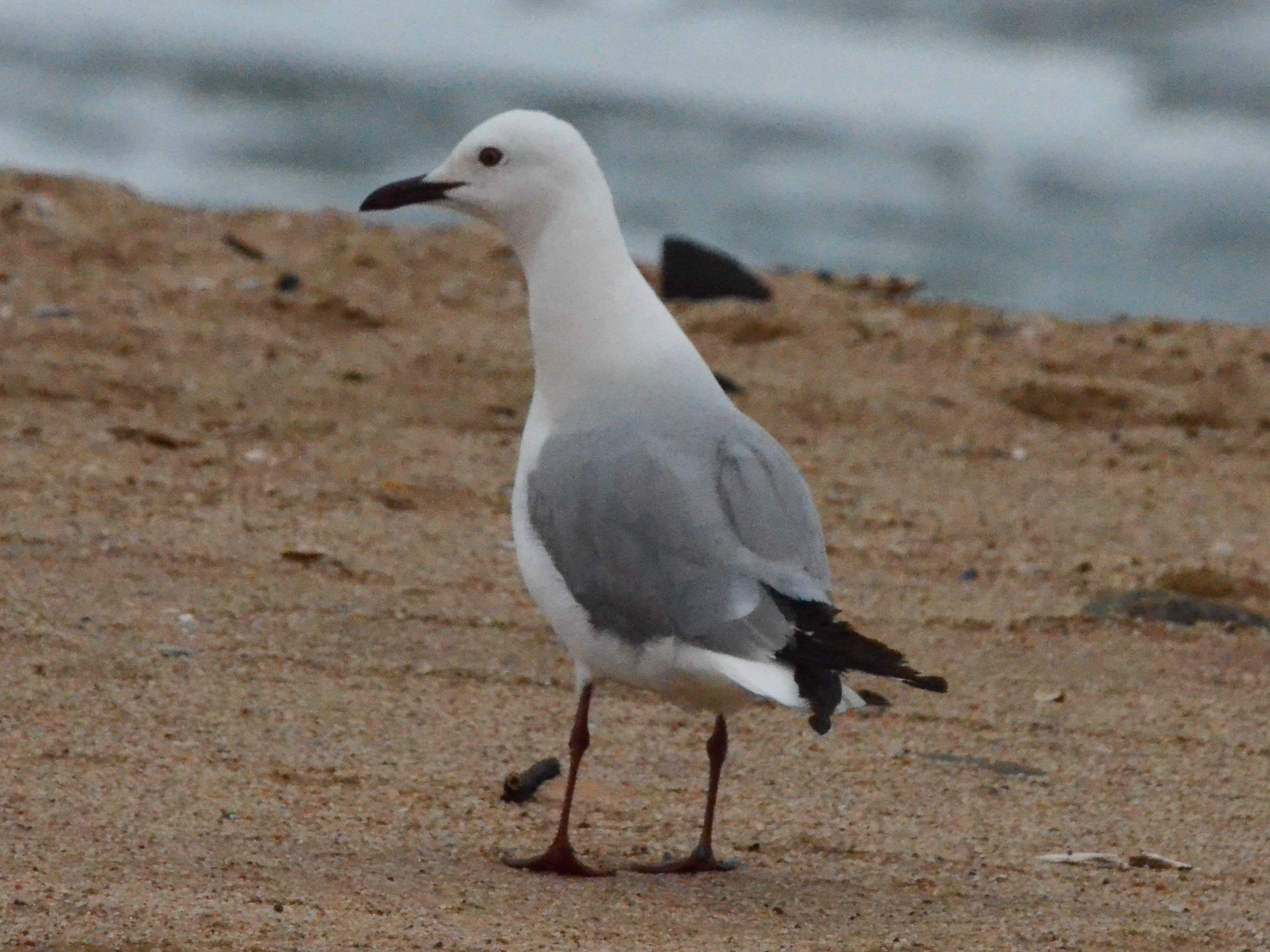 Click picture to see more Hartlaub's Gulls.