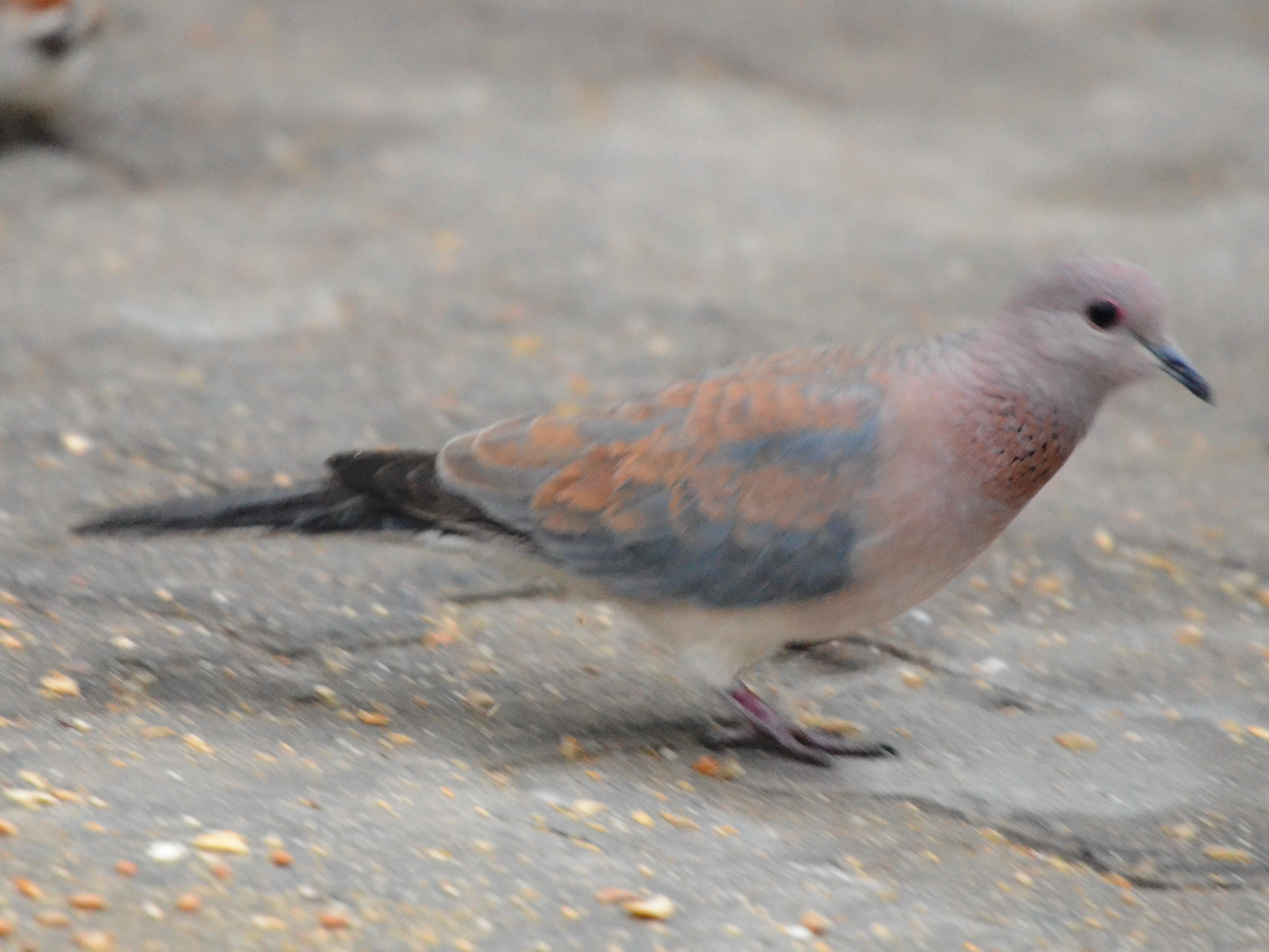 Click picture to see more Laughing Doves.