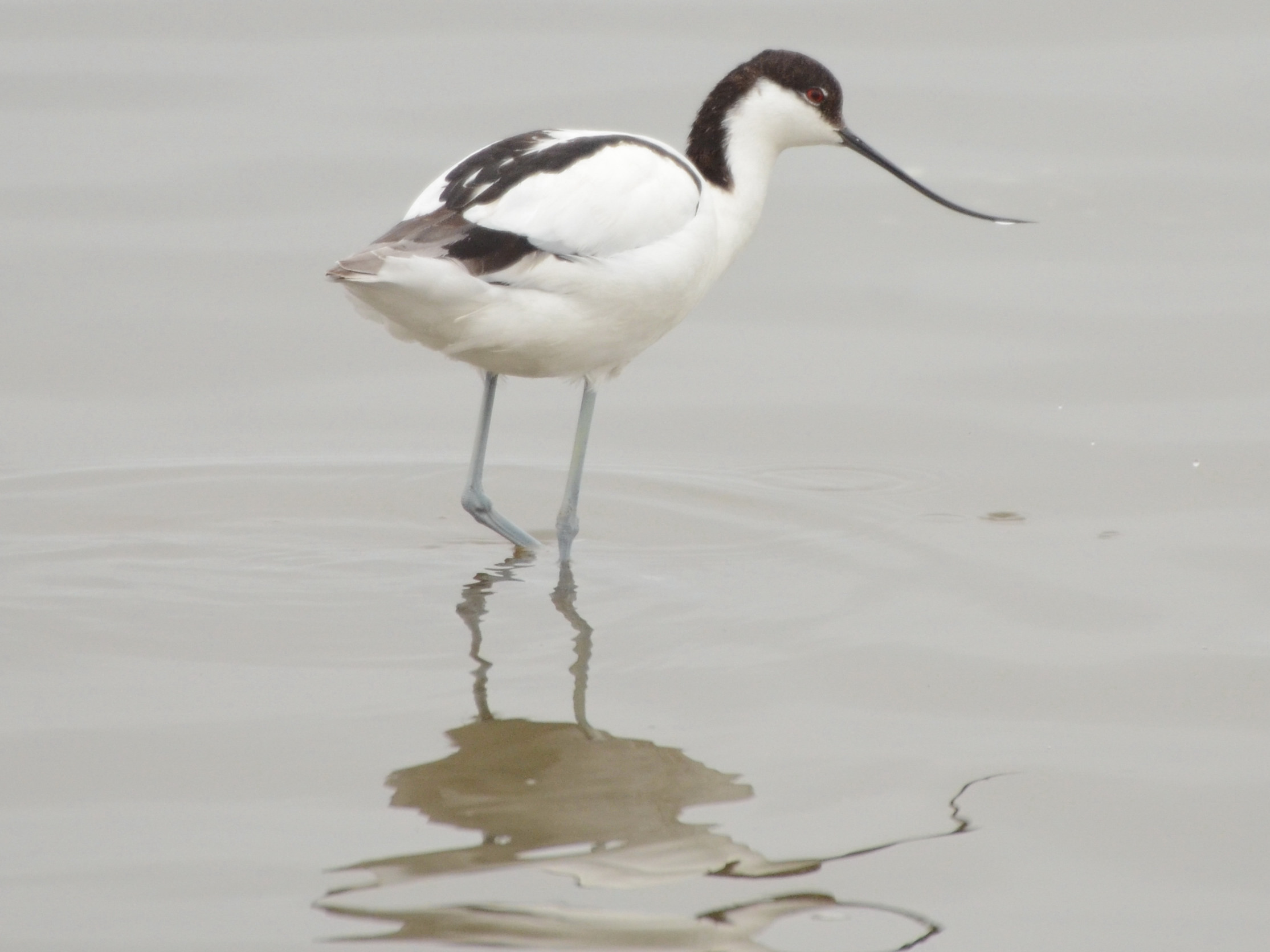 Click picture to see more Pied Avocets.