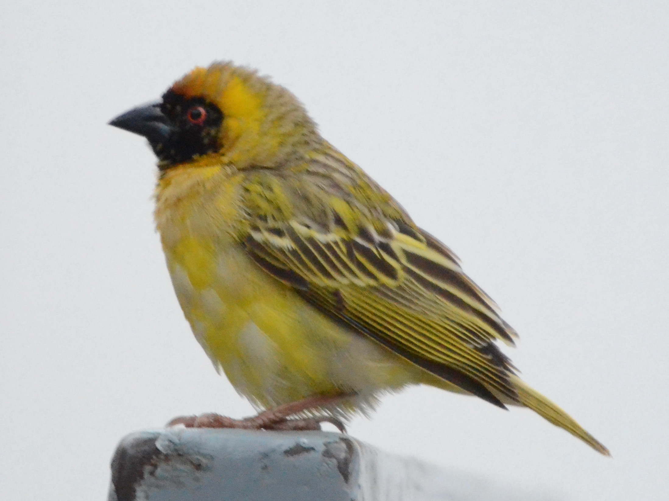 Click picture to see more Southern Masked-Weavers.
