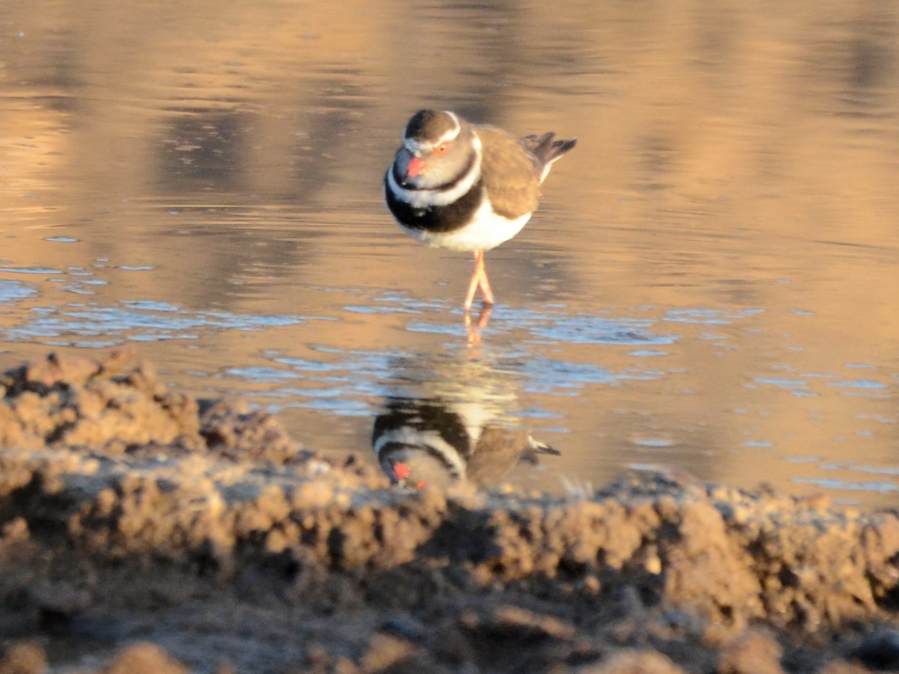 Click picture to see more Three-banded Plovers.