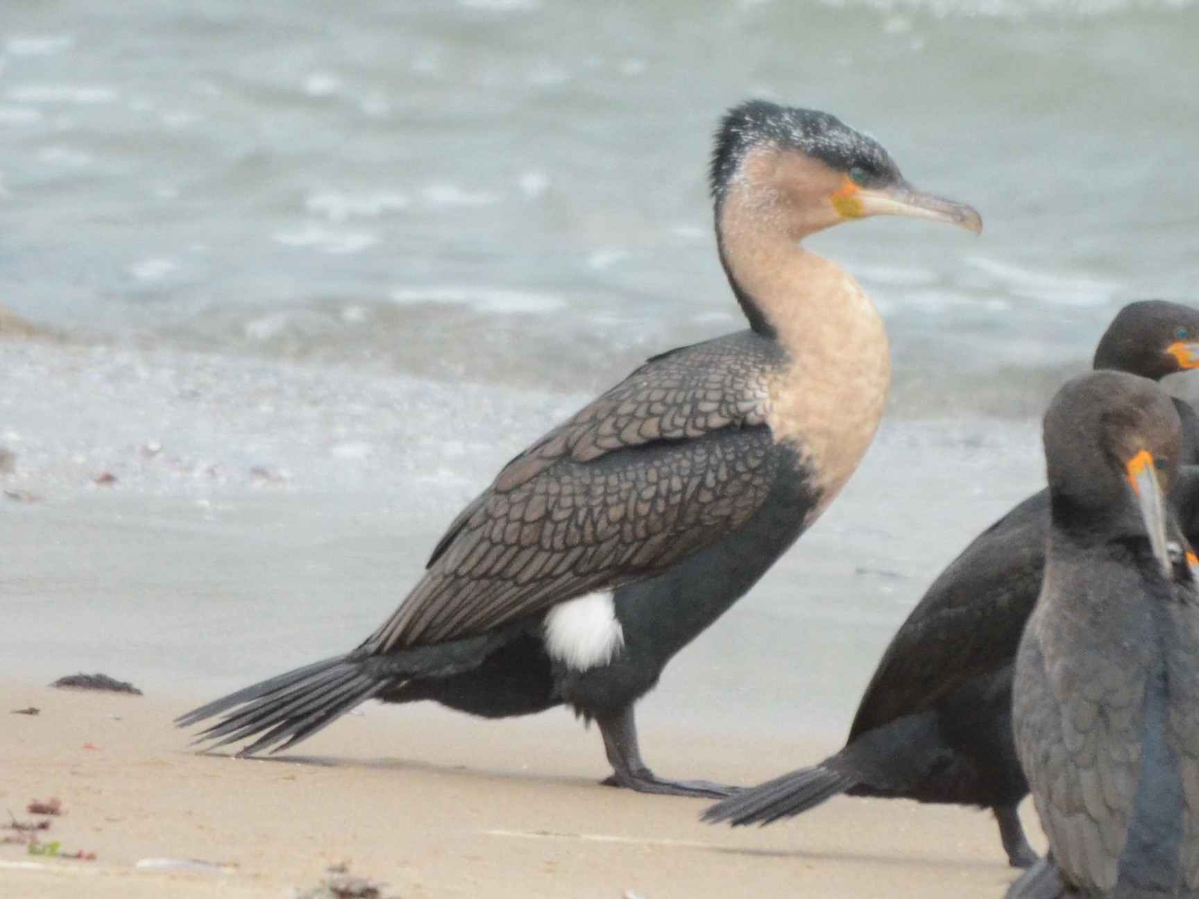 Click picture to see more White-breasted Cormorants.