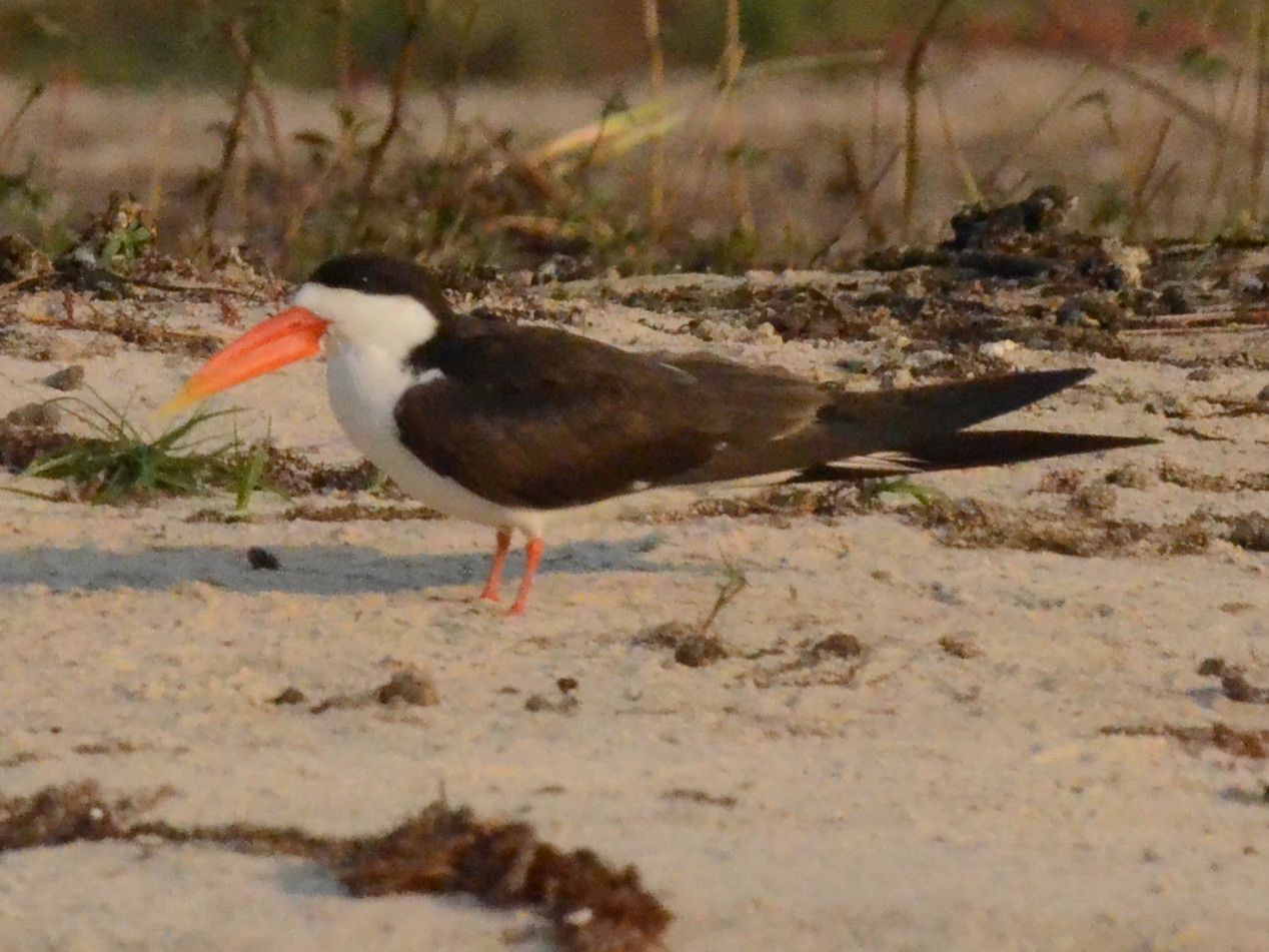 Click picture to see more African Skimmers.