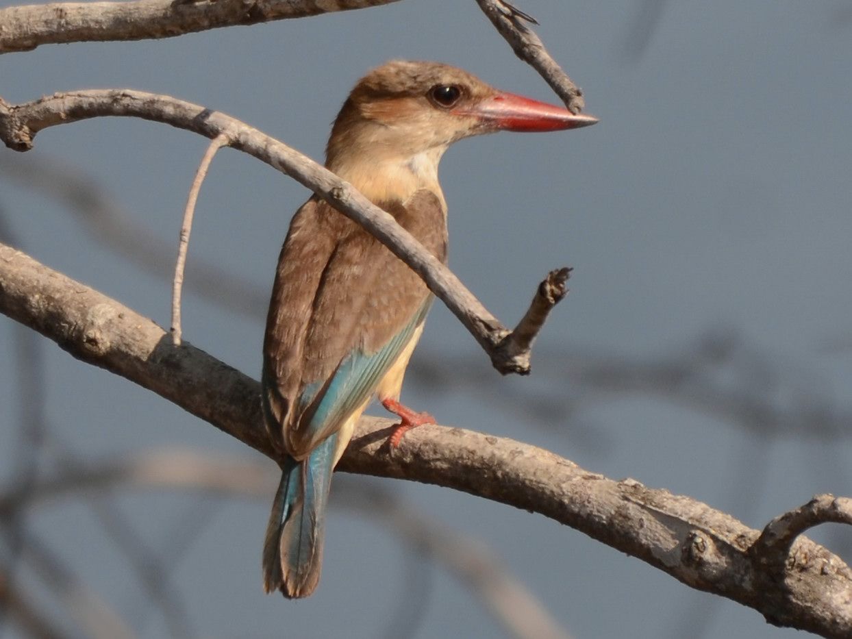Click picture to see more Brown-hooded Kingfishers.